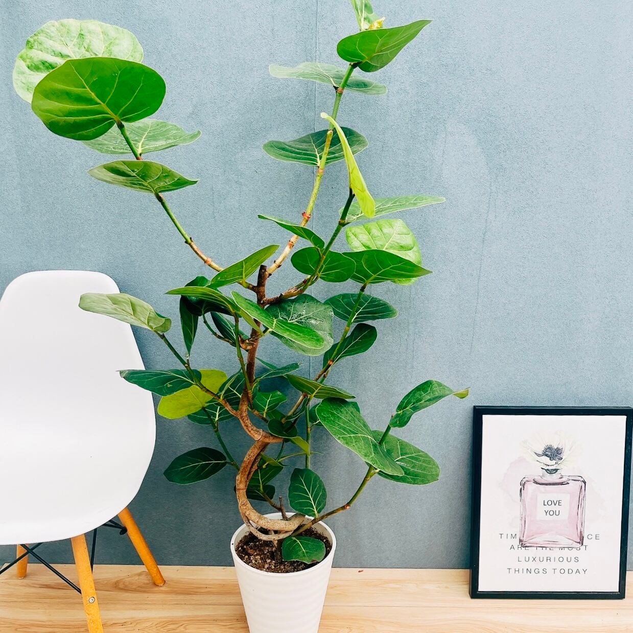 ［現品］※売約済※ 13番　柱サボテン　鬼面角 ブランチ　8号　室内　大型 現品］10番 柱サボテン 鬼面角 ブランチ 3本植え 8号 観葉植物 室内