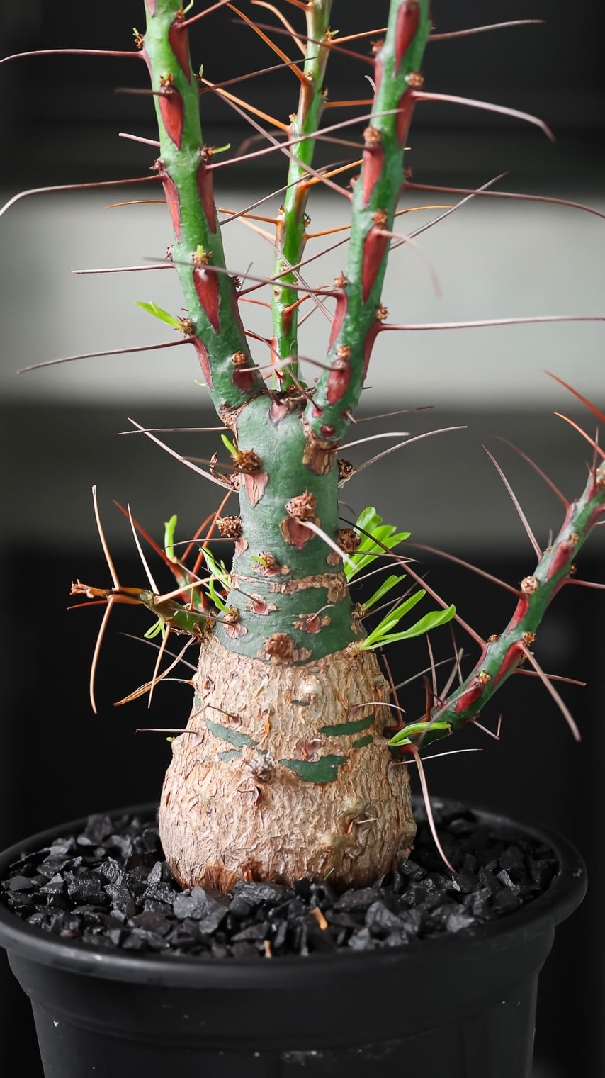 大株】10稜 Euphorbia Obesa ユーフォルビア オベサ13 | PAY ID