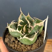 アガベ チタノタ 南アフリカダイヤモンド(SAD)【827】