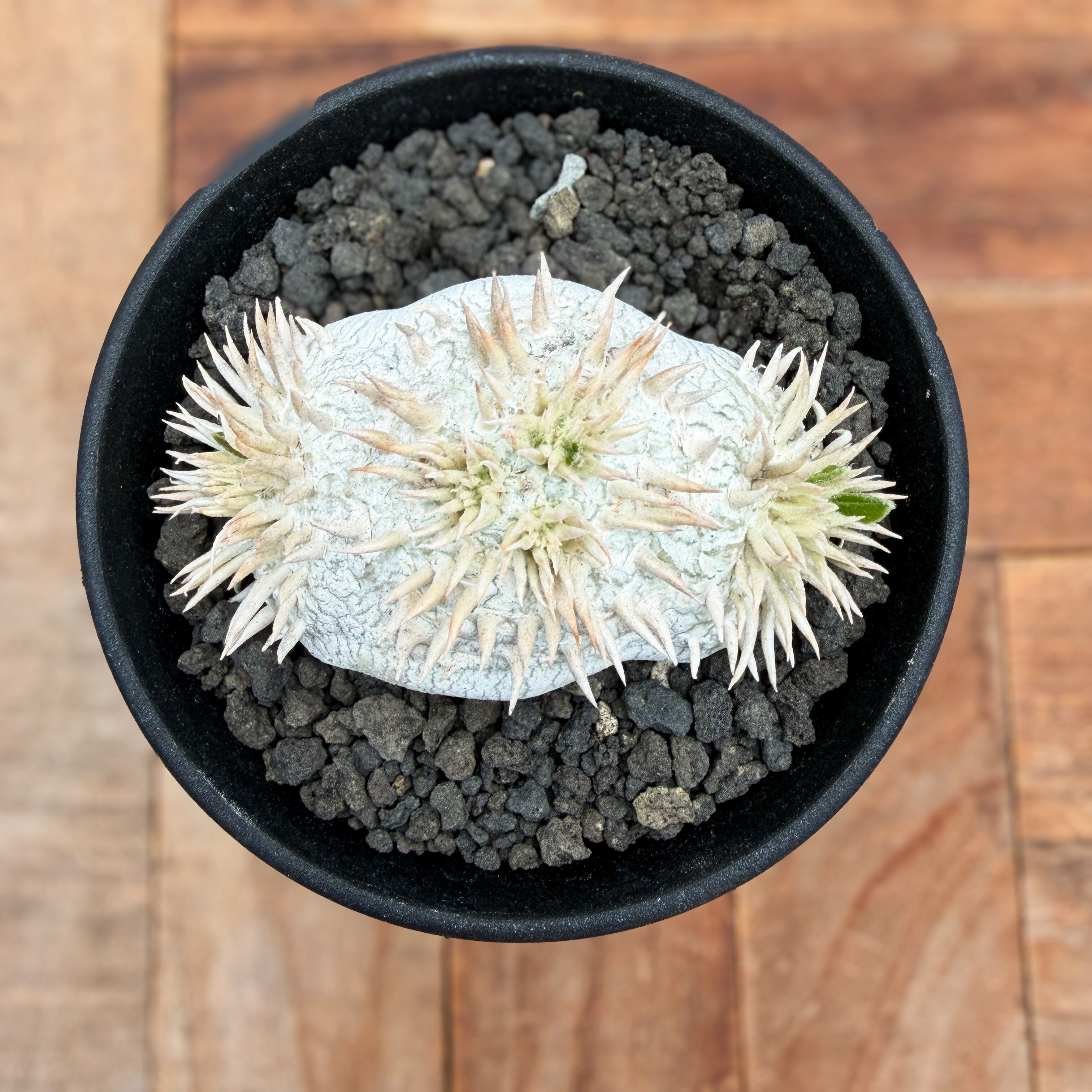Pachypodium brevicaule ssp . Leucoxanthum【パキポディウム