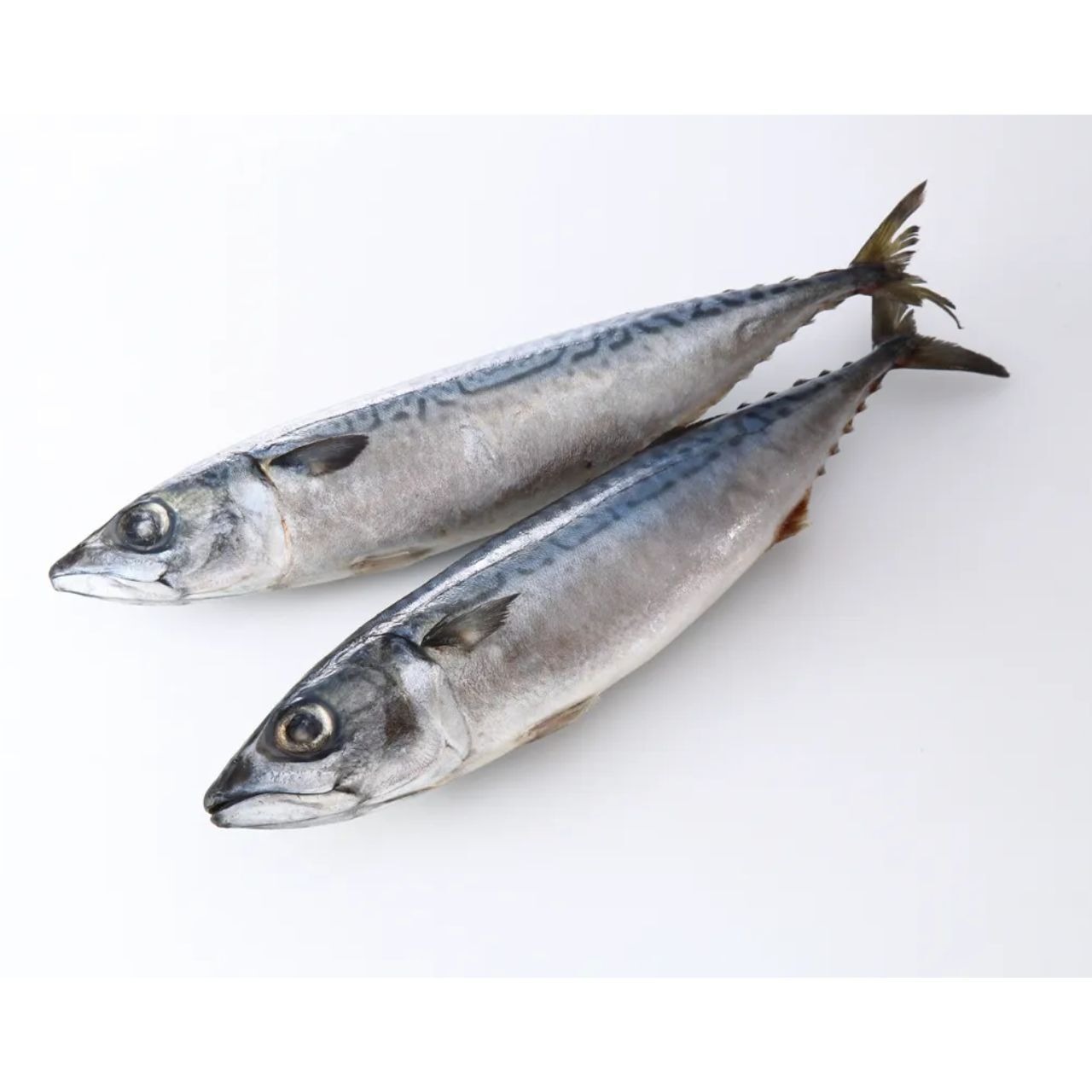 千葉県産 銚大吉さばラウンド 16尾/10Kg