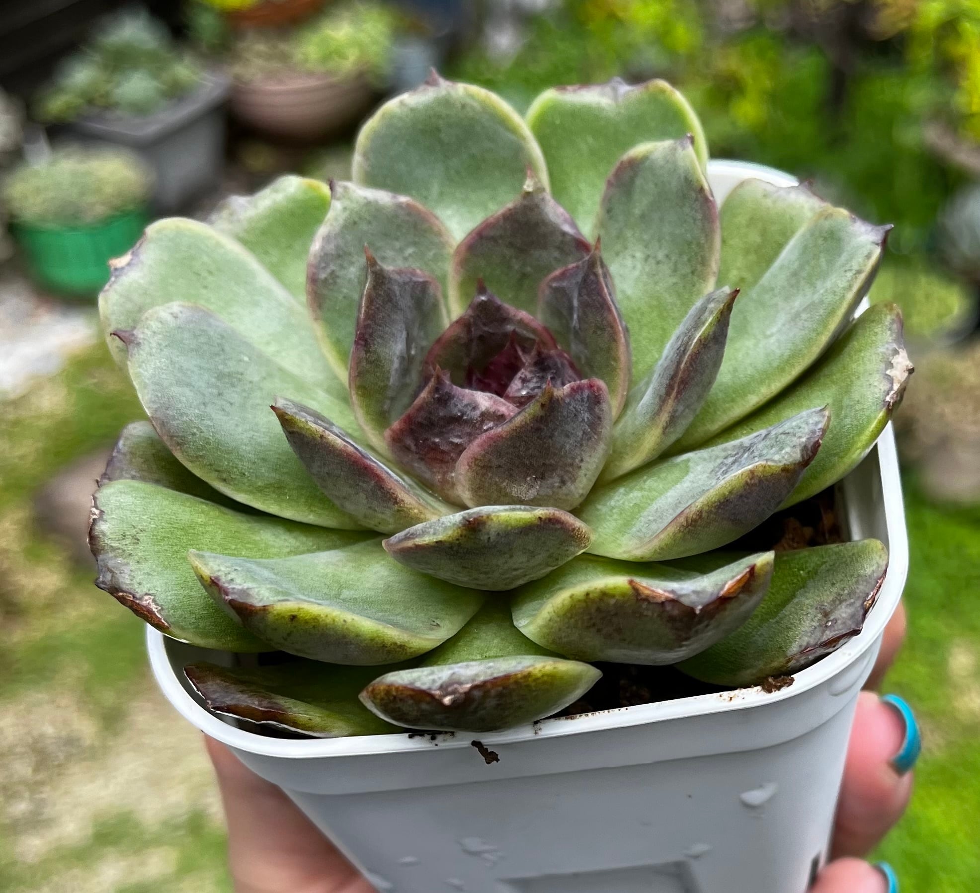 無農薬 レモングラス 抜き苗 3本 東京から発送☆