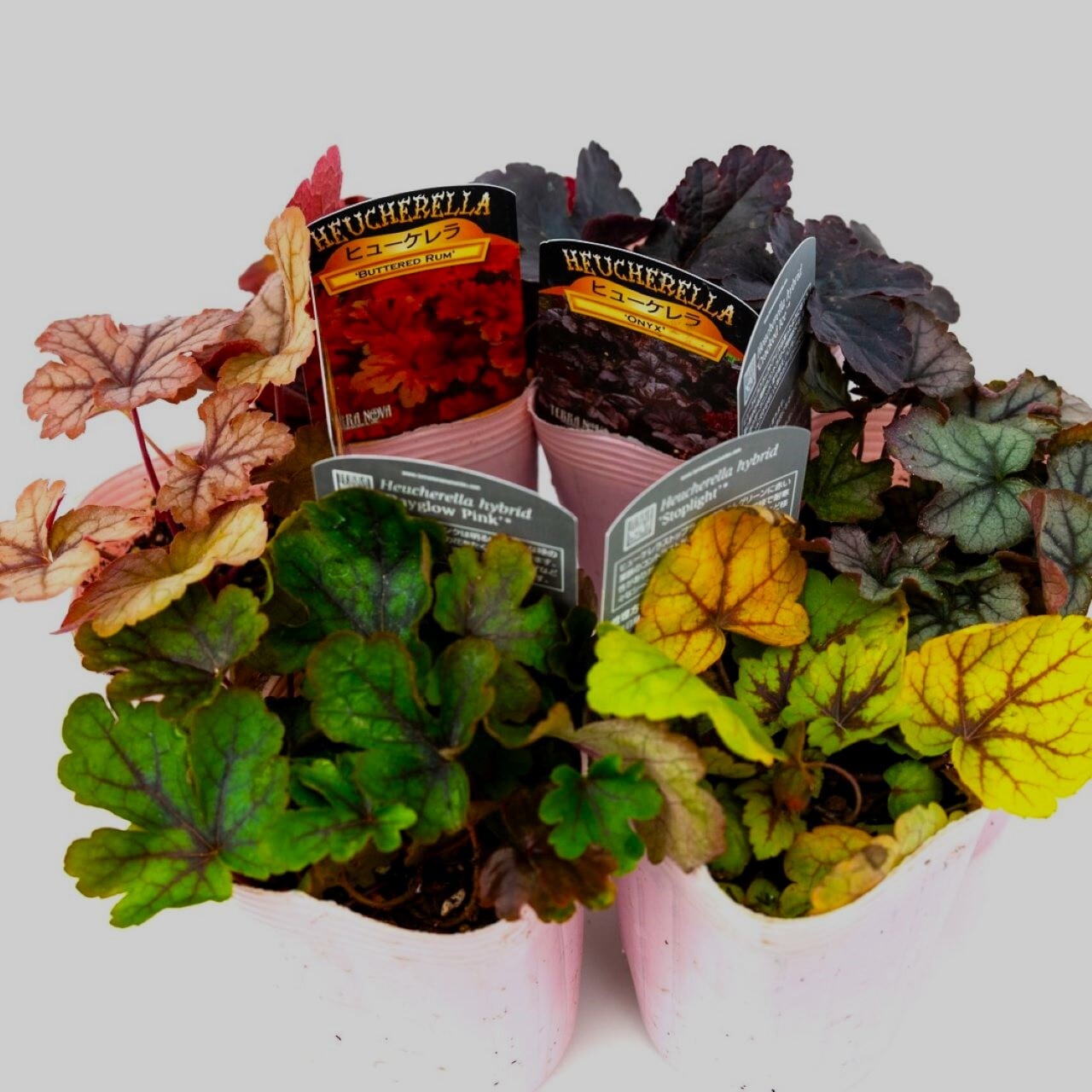 salmon_ハオルチア_アイスキューブ salmon様専用_ハオルチア_アイスキューブ アリ・トゥルネン 石のアイス