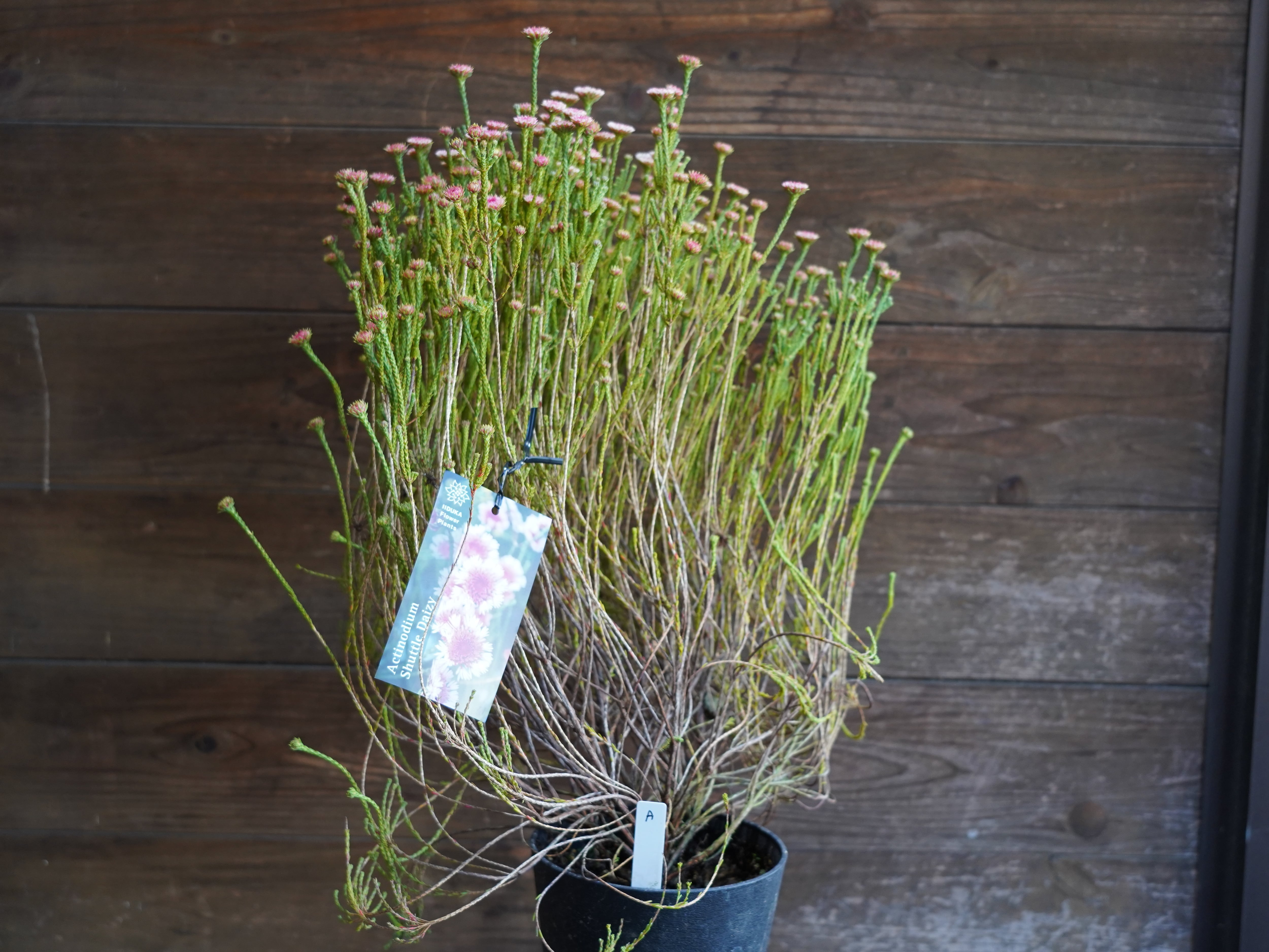 【現物】アクチノジウム　”シャトルデイジー”