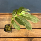 【新着3日限定10%OFF】【伊藤蟻】コルムネア ericae【366】