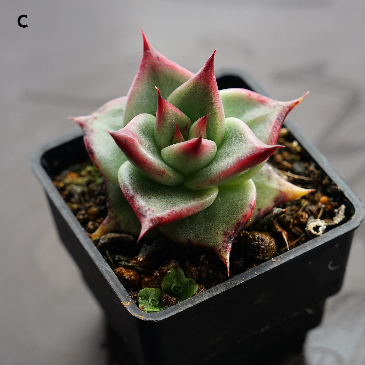 選べる抜き苗 アガボイデス エボニー 実生 Echeveria agavoides 'Evony'