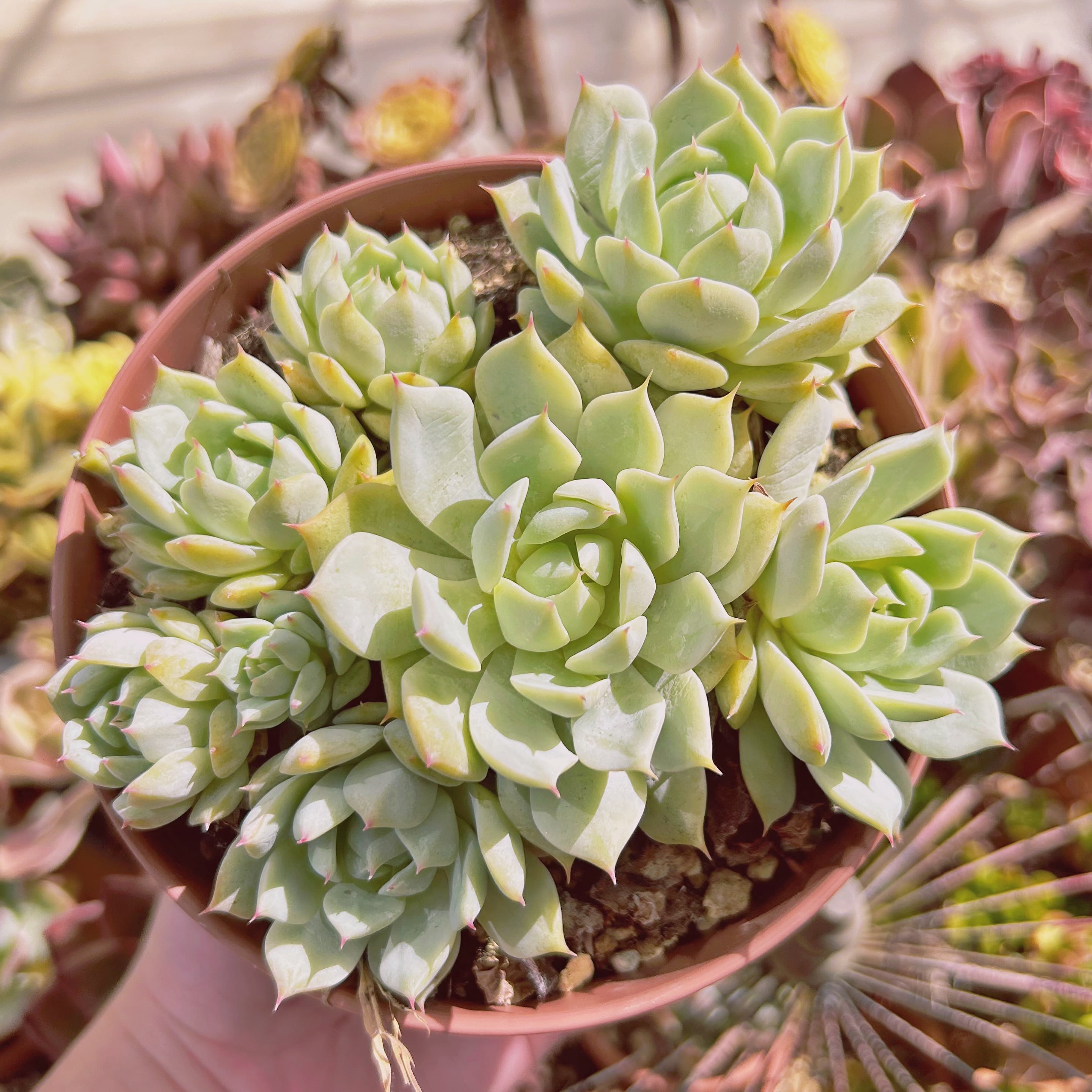 現物　多肉植物　Echeveria TP 特大　抜き苗