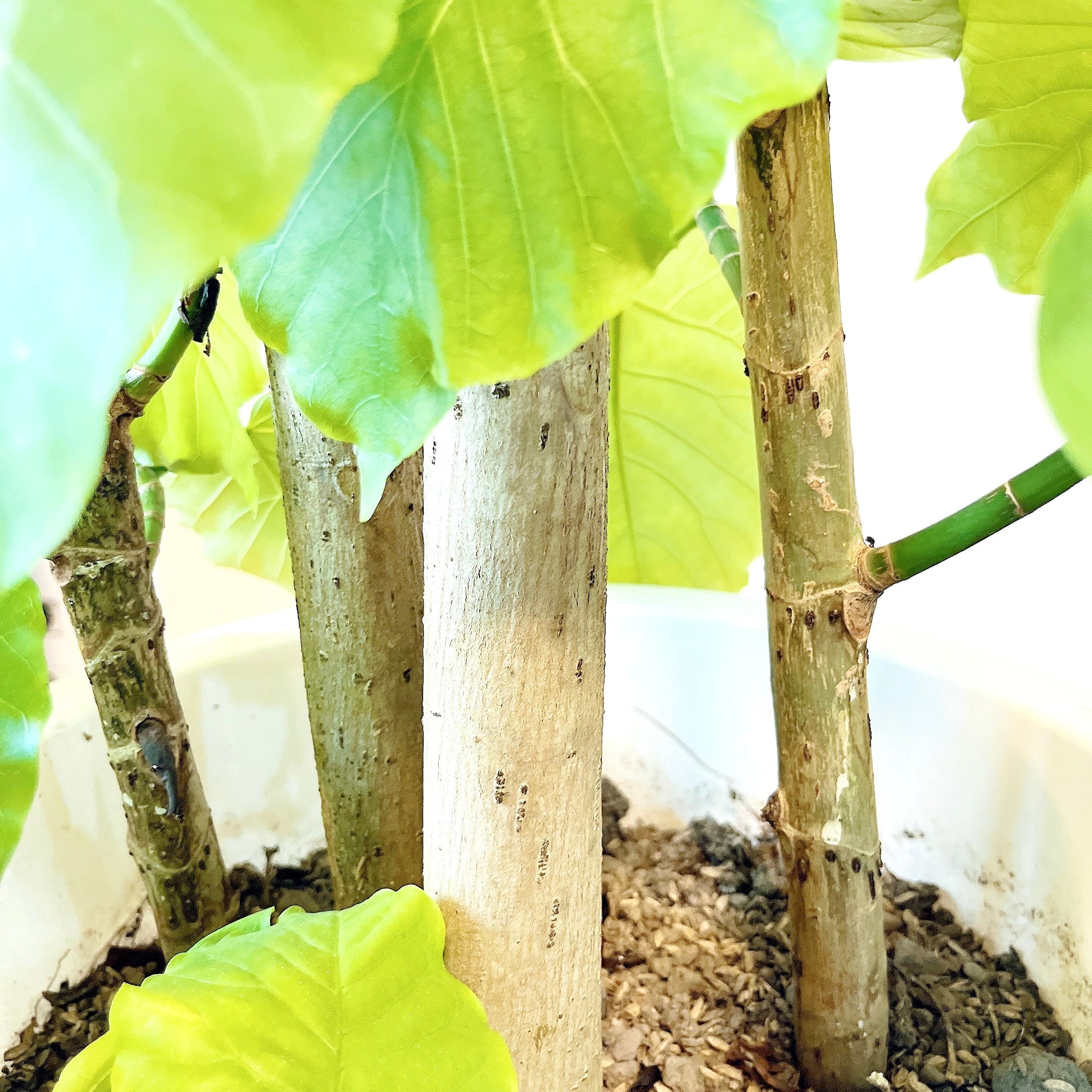 【極上・現品】フィカス ウンベラータ 10号鉢 170cm ｜ 贅沢な5株植え 極上・現品】フィカス ウンベラータ 10号鉢 170cm ｜ 贅沢な5株植え