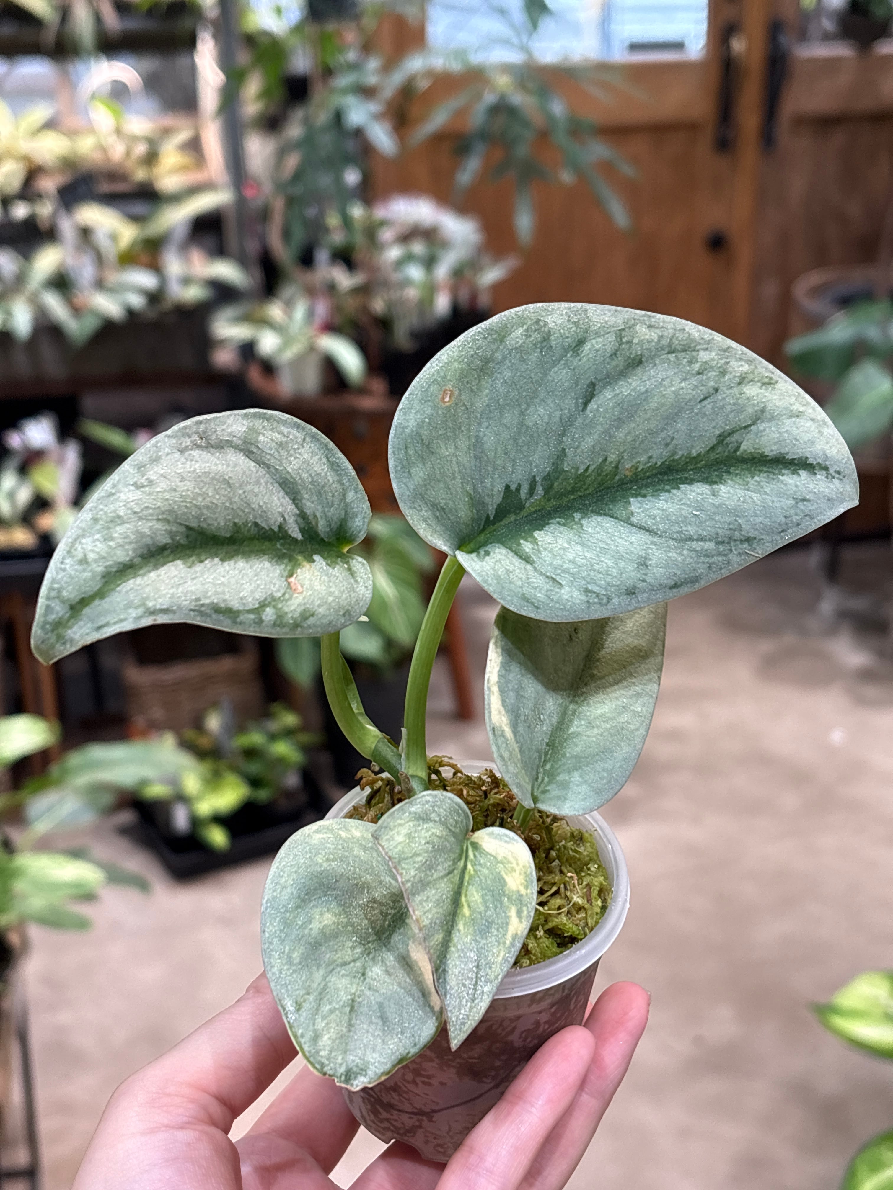 ホヤ グヌンガディン ゴースト | MIDORIYA 観葉植物専門店