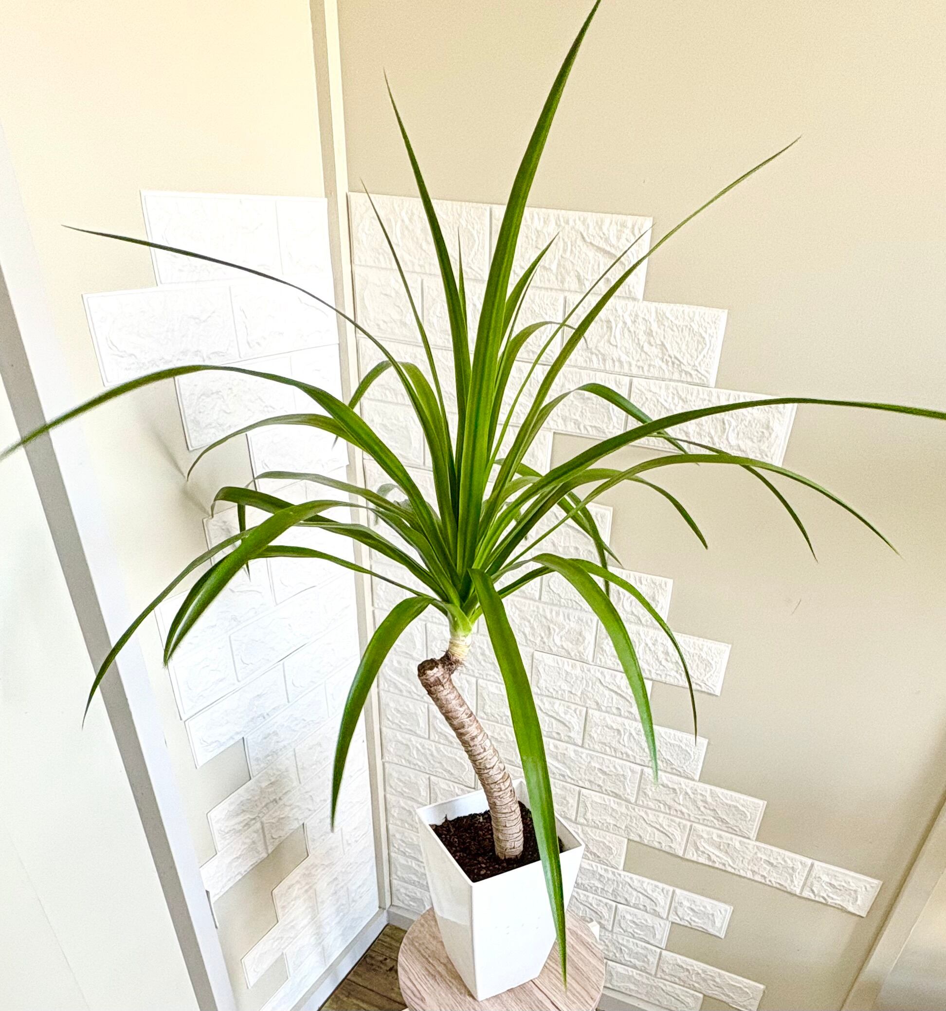 希少⭐️ドラセナカンボジアーナ 観葉植物 | 観葉植物のお店 feerie