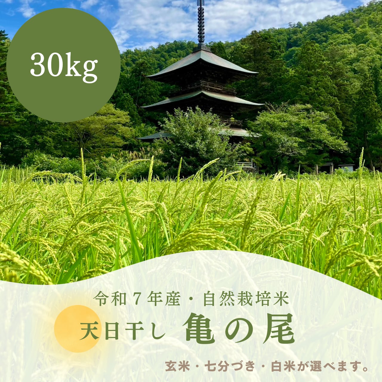30kg】天日干し・自然栽培《亀の尾》（令和7年産） | 自然栽培 天地人