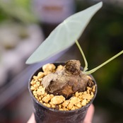 Stephania kaweesakii / ステファニア カウィーサキー⑯ / 観葉植物