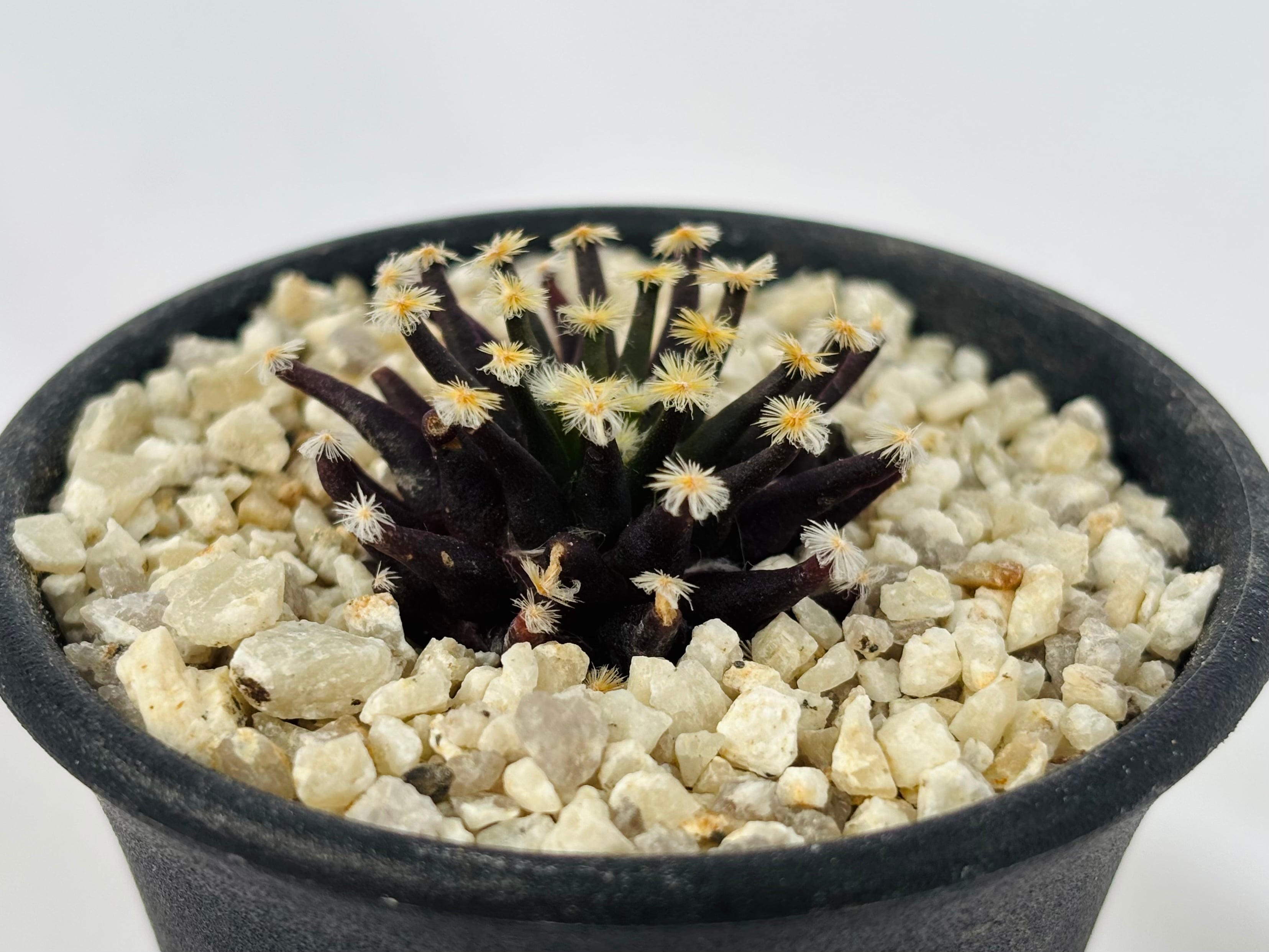 Mammillaria schiedeana マミラリア 黒肌明星 サボテン | plants MARU