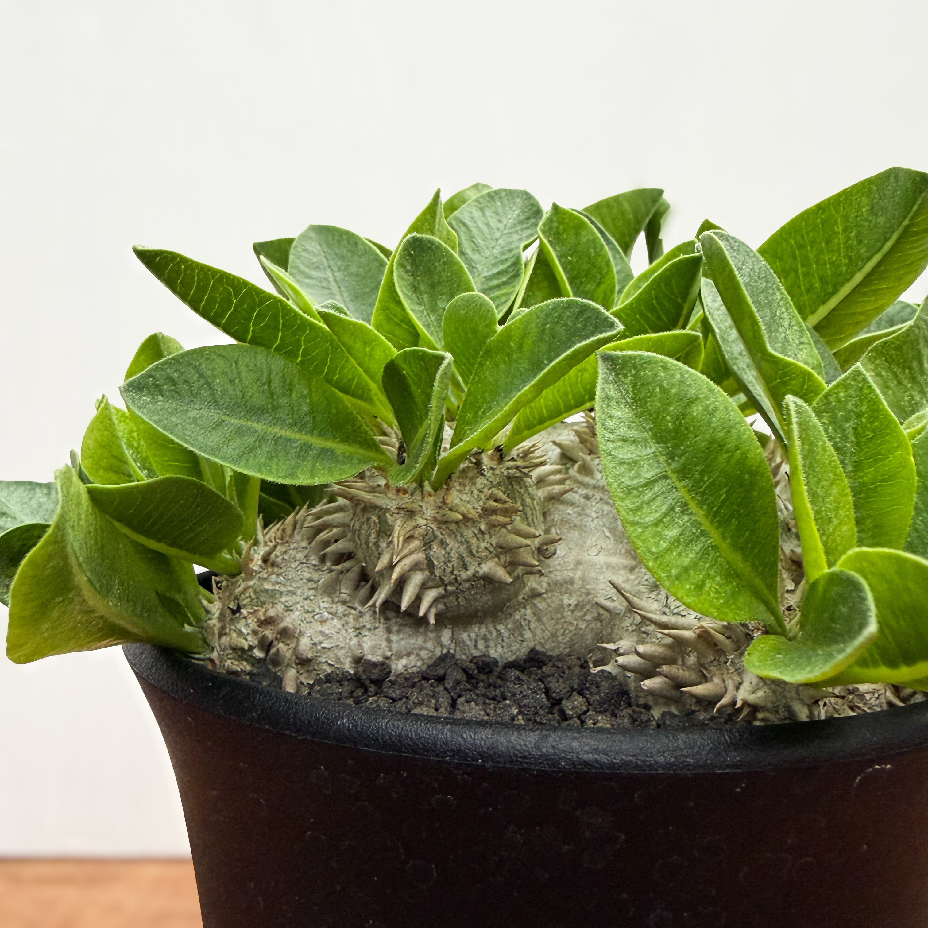 Pachypodium brevicaule【パキポディウム・ブレビカウレ】 | RIMO'S