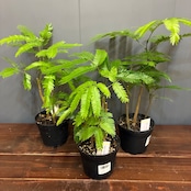 【秋の植え替えフェア対象】【セット】エバーフレッシュ