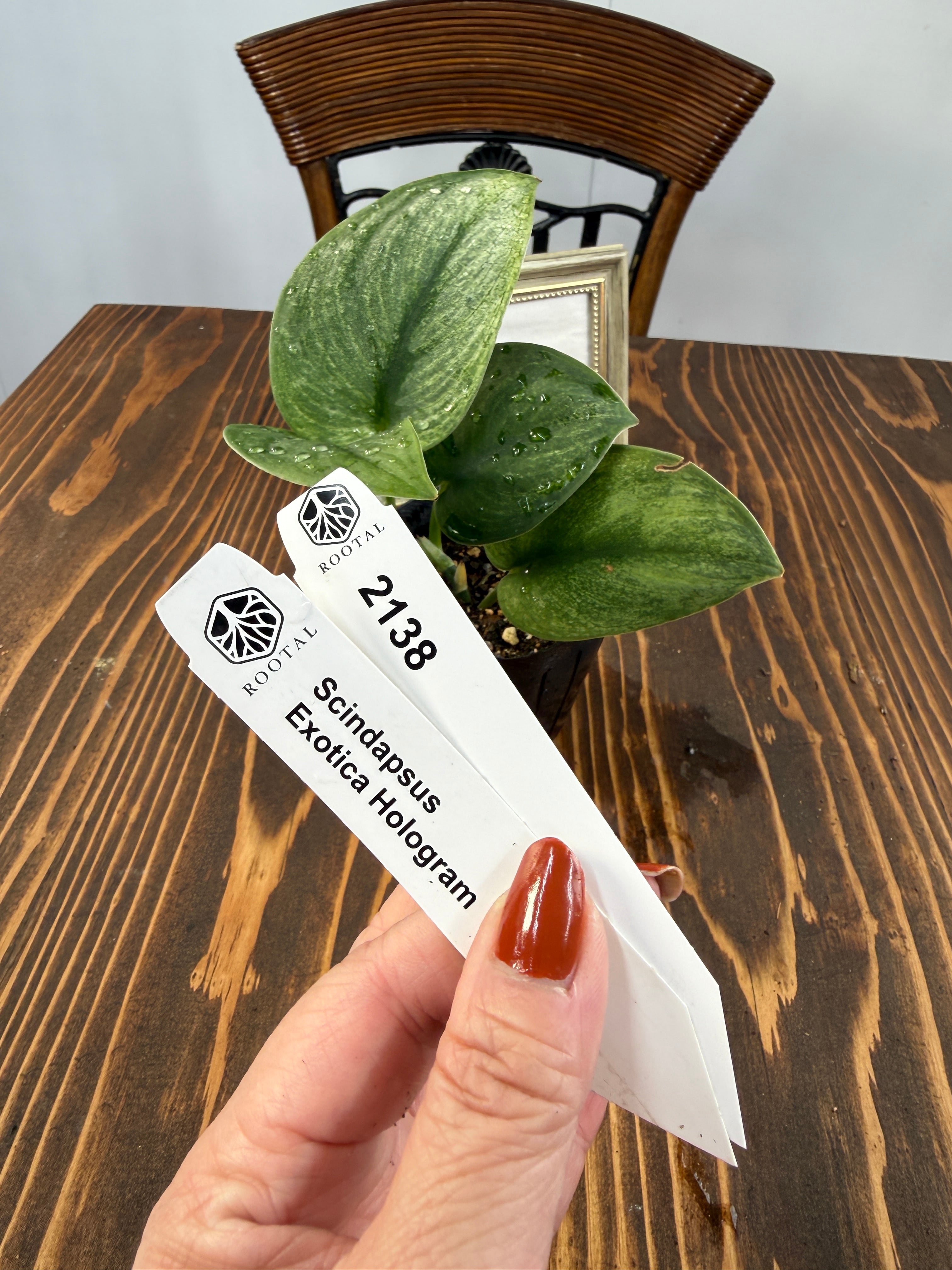 スキンダプサス | ROOTALPLANTS