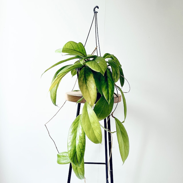 【Premium Plants】ホヤ ゴールデンアイ 希少種 初入荷 限定品