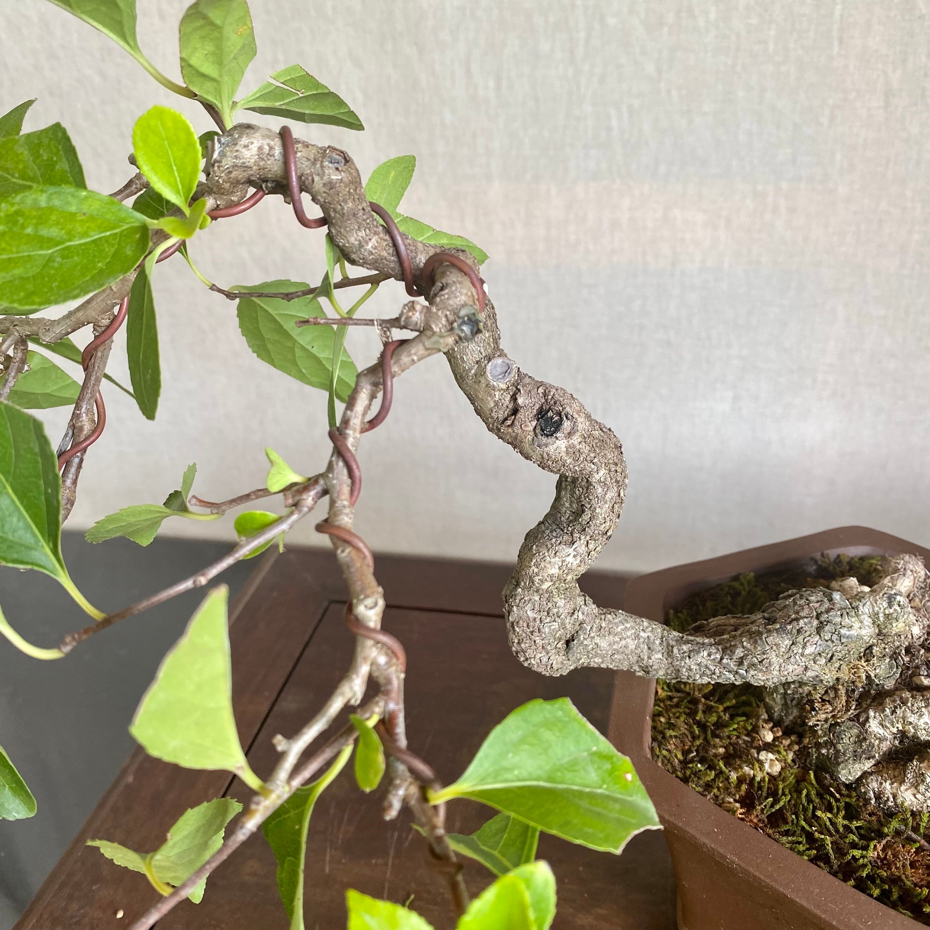 北海道ツルウメモドキ　合格祈願　開運」「強運」「大器晩成」スワッグ 実　ツル 北海道ツルウメモドキ 合格祈願 開運」「強運」「大器晩成」スワッグ