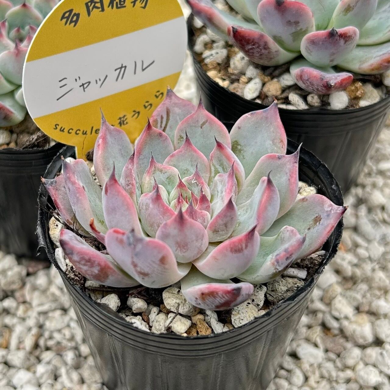 ユッカ ロストラータ Rostrata 8号 陶器鉢 株立ち 観葉植物 細葉