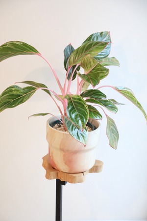 【M】【希少】アグラオネマ モンコンファイ/Aglaonema ※陶器鉢カバー付き