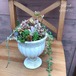 多肉植物 クラシカルポット
