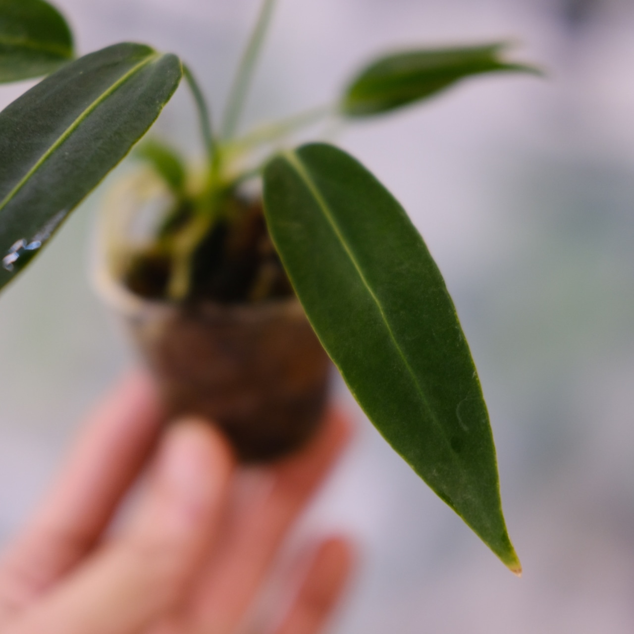 アンスリウム ワロクアーナム / Anthurium Warocqueanum⑤ / 観葉植物<育て方・花言葉>