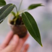 アンスリウム ワロクアーナム / Anthurium Warocqueanum⑤ / 観葉植物<育て方・花言葉>