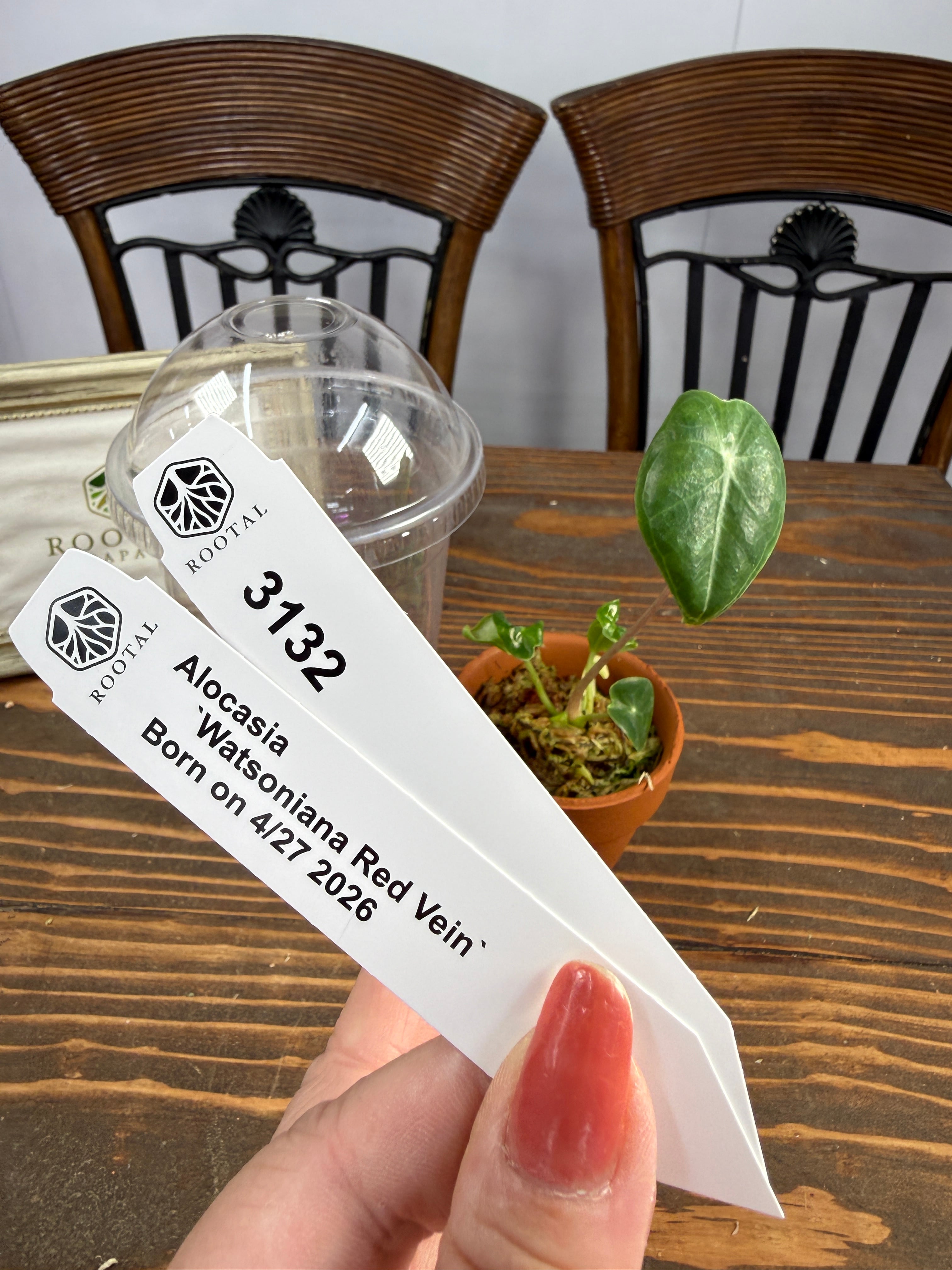 ★3132【赤紫!TCBaby】アロカシア ワトソニアナレッドベインTCBaby苗(2号素焼き鉢)
