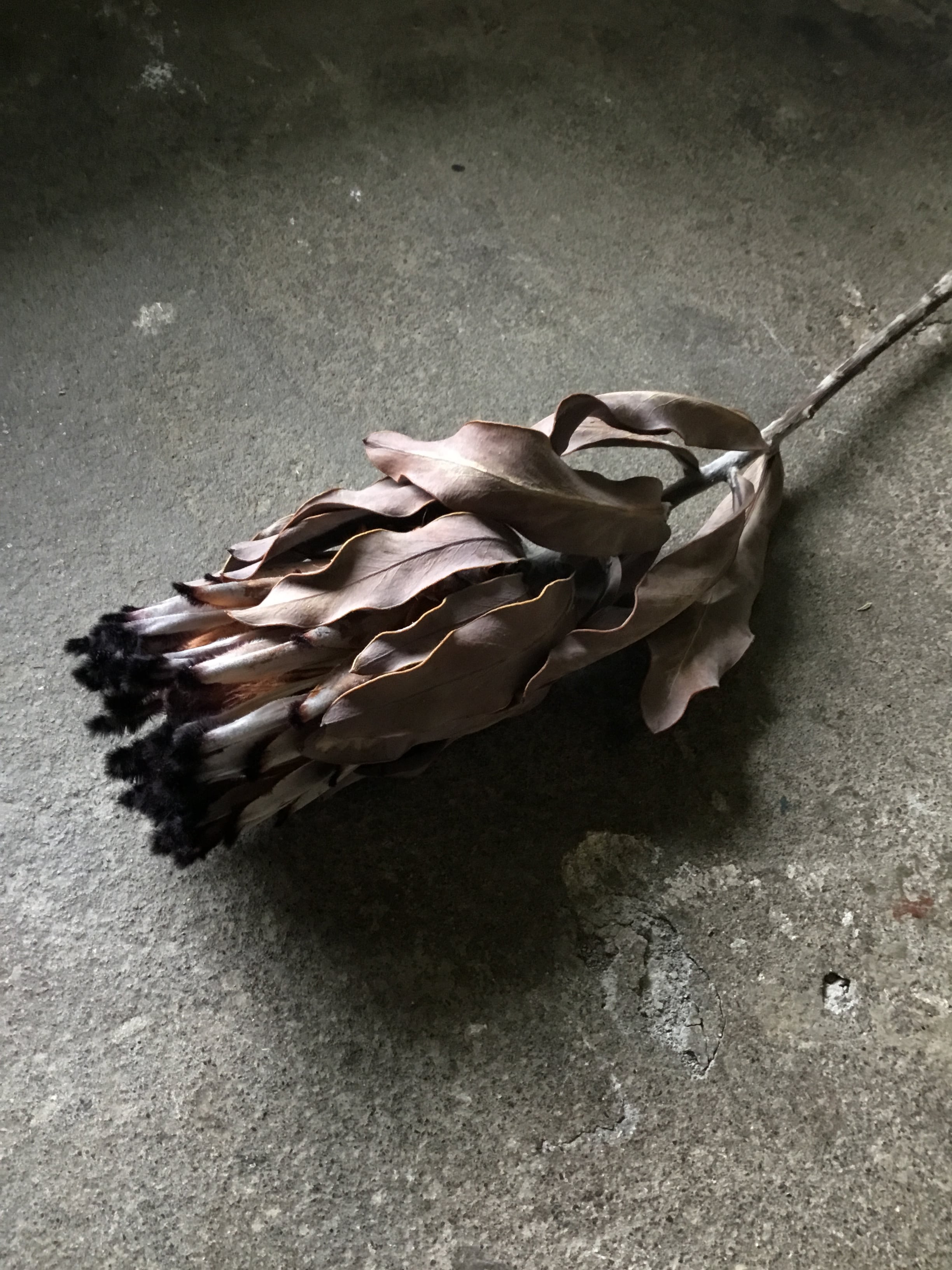 プロテア ニオべ ドライフラワー | MEmENTO Dried flower arrangement