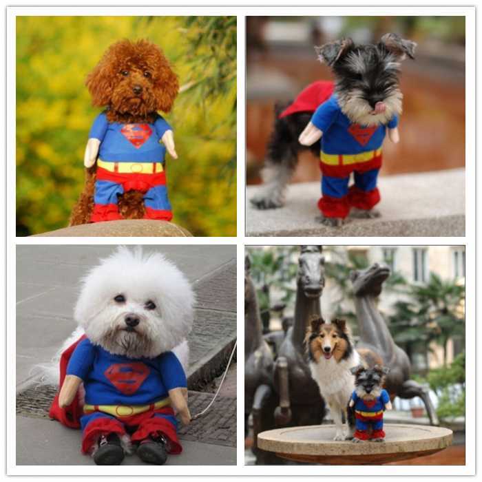 送料無料 Km564g スーパーマン おもしろグッズ 変装 フレンチブルドック ペット服 犬服 コスプレ 可愛い 猫服 犬用 面白い コスチューム ハロウィン 小型犬 中型犬 大型犬変身服 出掛け 撮影道具 ヒーローコスチューム Dearkm フレンチブルドック孔明 送料無料 Km564g スーパーマン おもしろグッズ 変装 フレンチブルドック ペット服 犬服 コスプレ 可愛い 猫服 犬用 面白い コスチューム ハロウィン 小型犬 中型犬 大型犬変身服 出掛け 撮影道具 ヒーローコスチューム Dearkm フレンチブルドック孔明