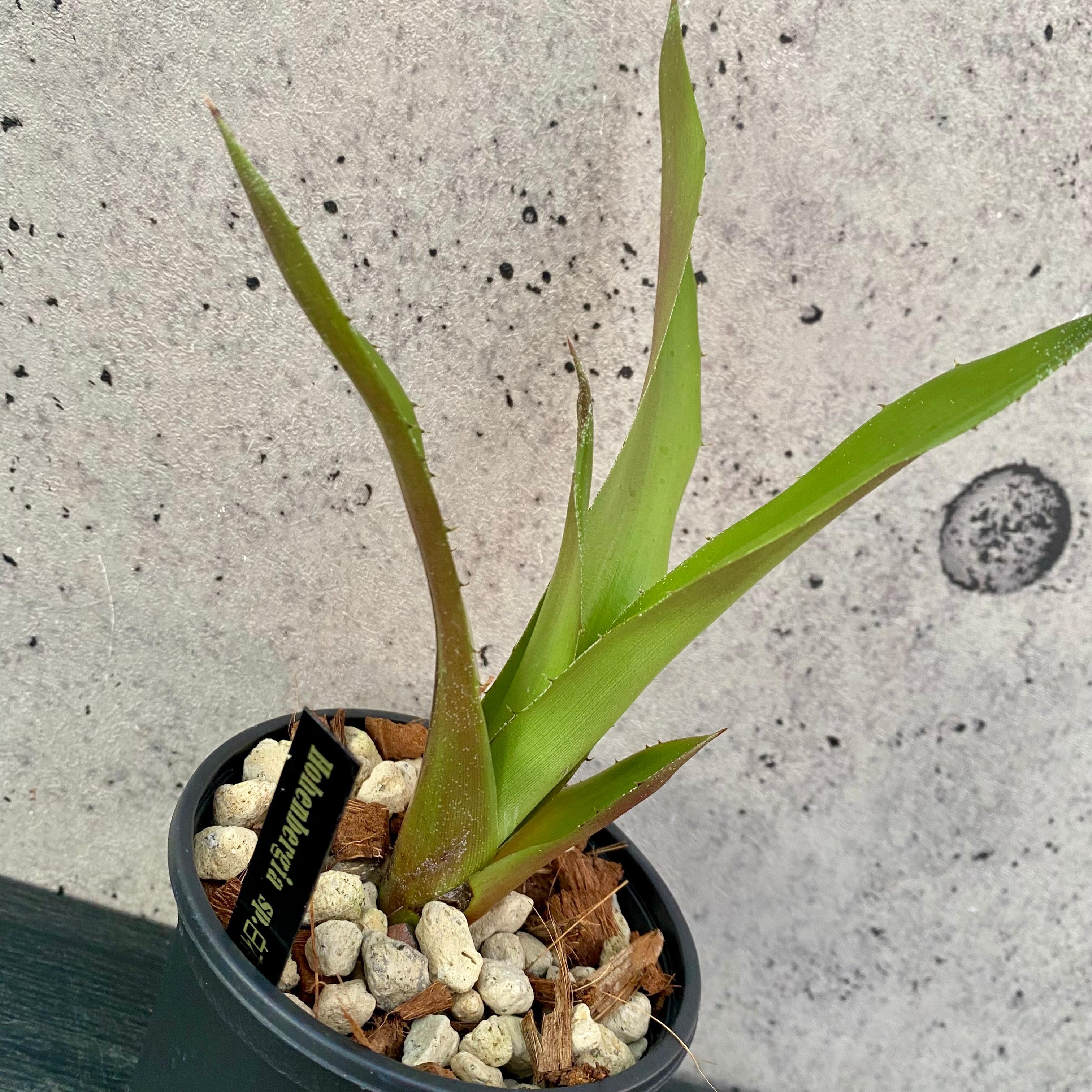Planet Plants プラネットプランツ