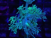 Goniopora FromAustraria BiColor 1