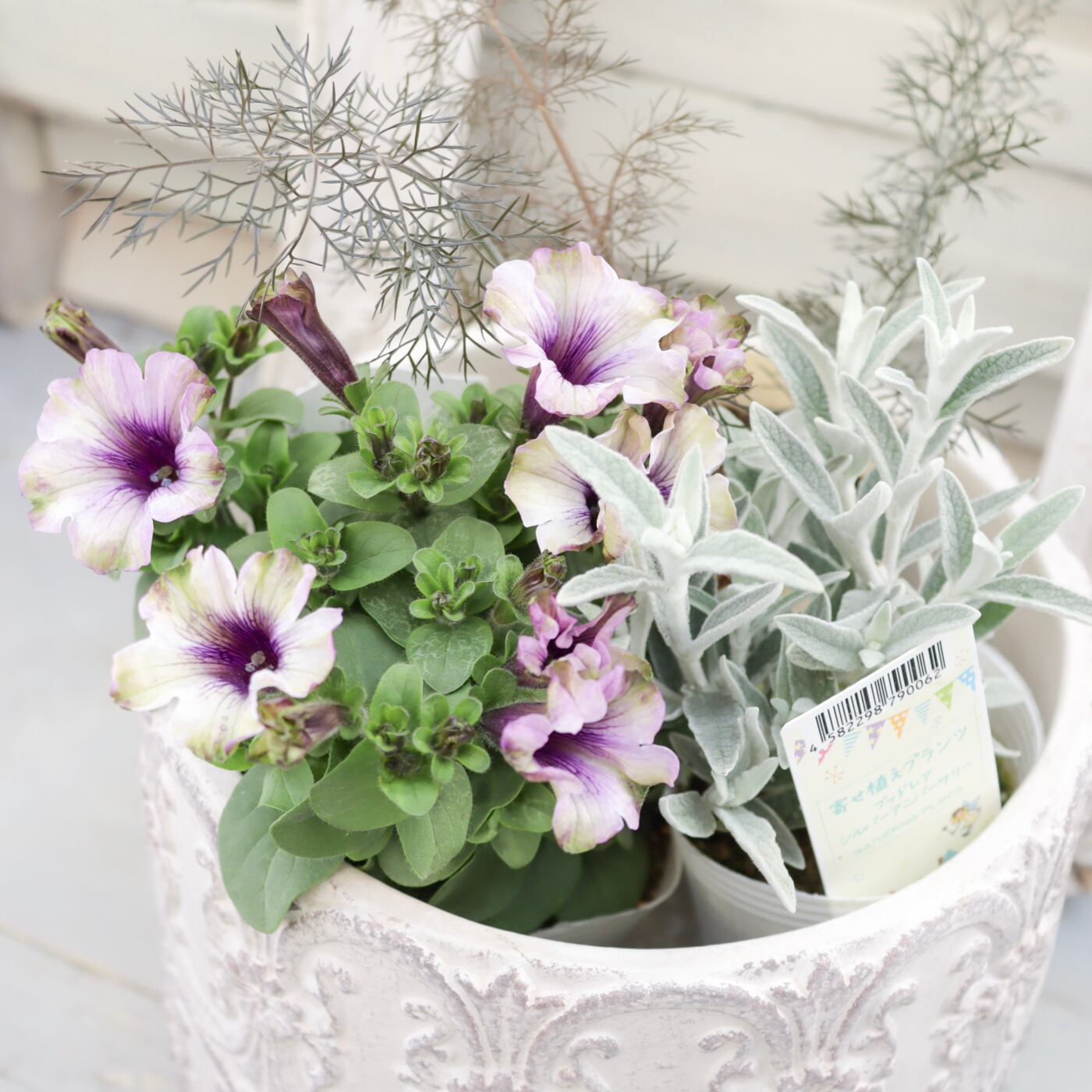 ペチュニアバーニーズ ブルー植物 紫色 花　1ケース24入り あふれ咲きペチュニア | PROVEN WINNERS (PW)【植物の国際ブランド】