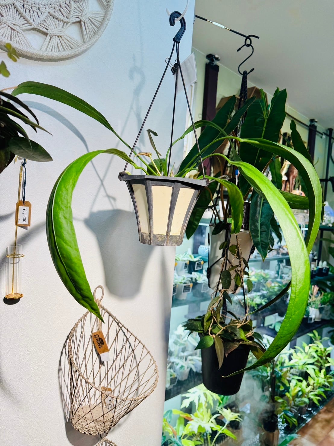 ビッタリフォリウム ② アンスリウム 観葉植物 5.0号 希少 レア