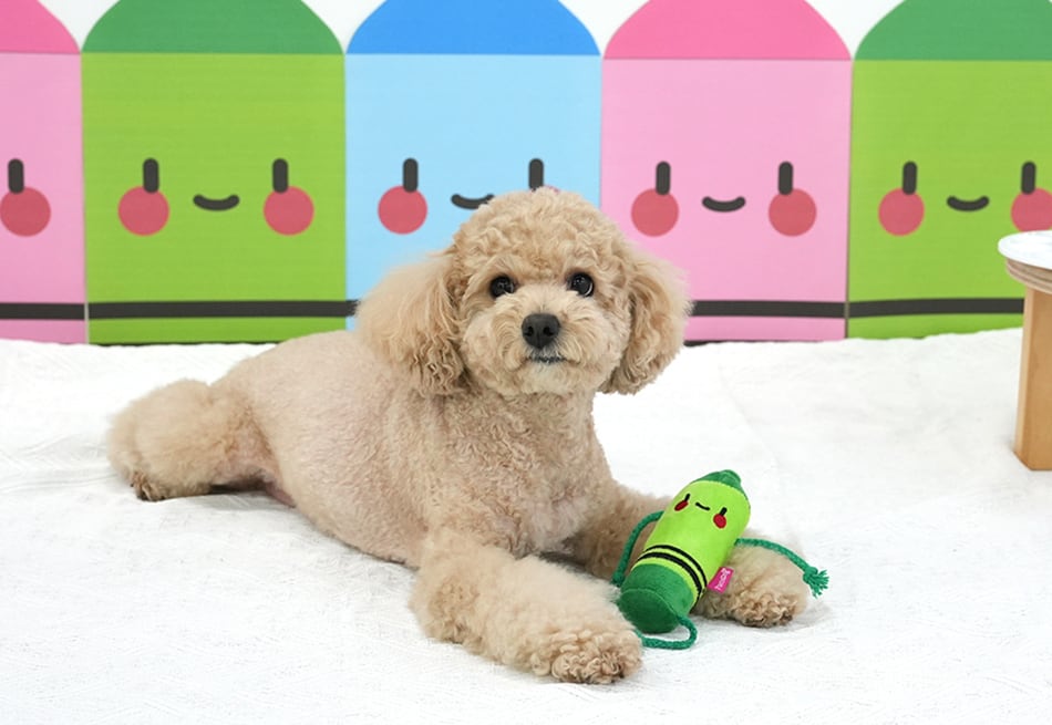 crayon toy / ペット 犬 おもちゃ 噛む 音が鳴る ロープ 知育玩具 鳴き笛入り 可愛い わんちゃん おもちゃ ストレス解消 韓国 ペット用品 toy18