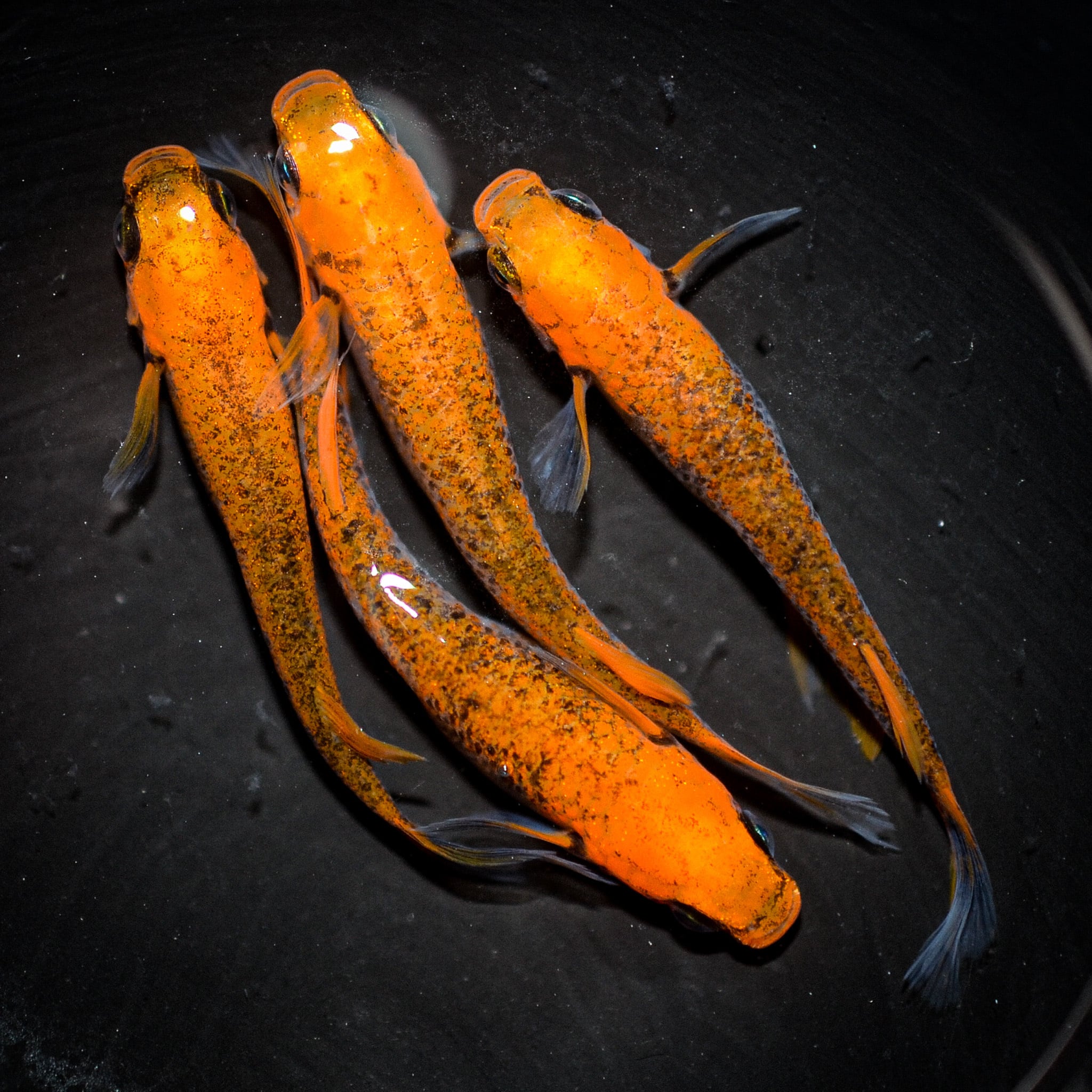 メダカ飼育スターターセット 用品のみ Sサイズ ikahoff BF-0801