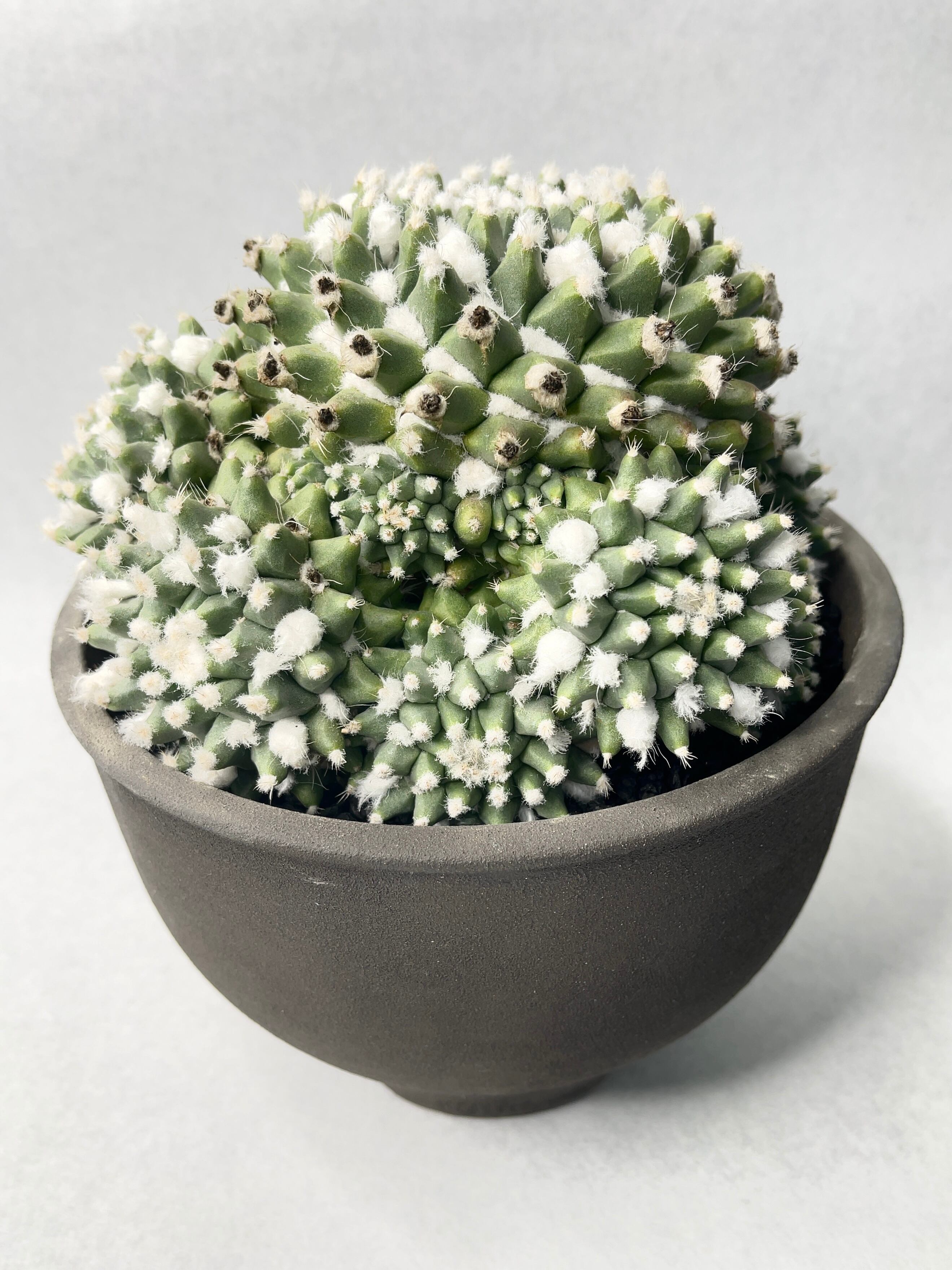 タ*ボ様 マミラリア☘️エルサム ・希少です✨✨(メルカリ便^^) サボテン マミラリア エルサム - メルカリ