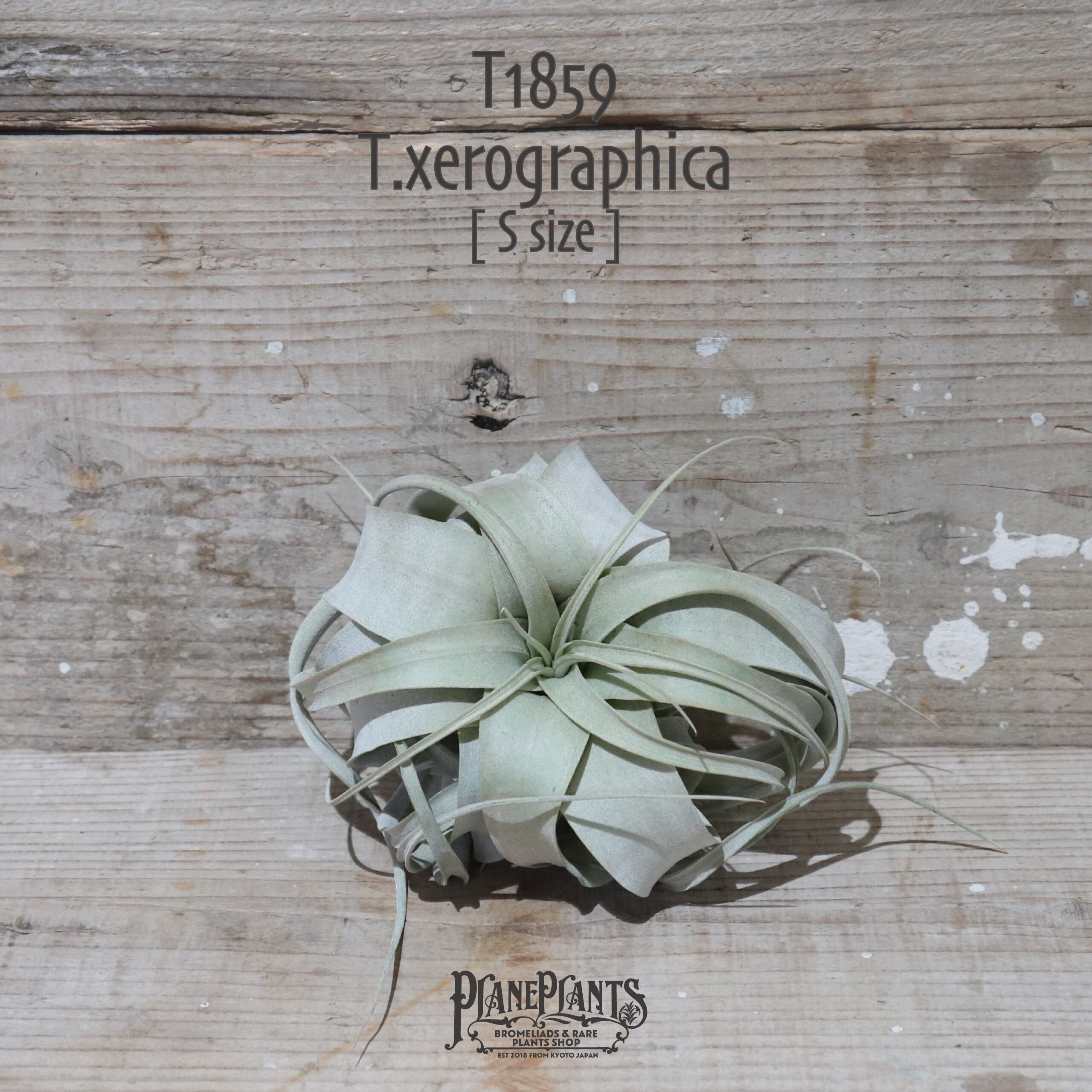 【送料無料】キセログラフィカ S〔エアプランツ〕現品発送T1859