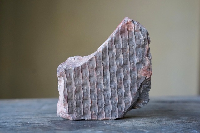 鱗木　Lepidodendoiron sp.