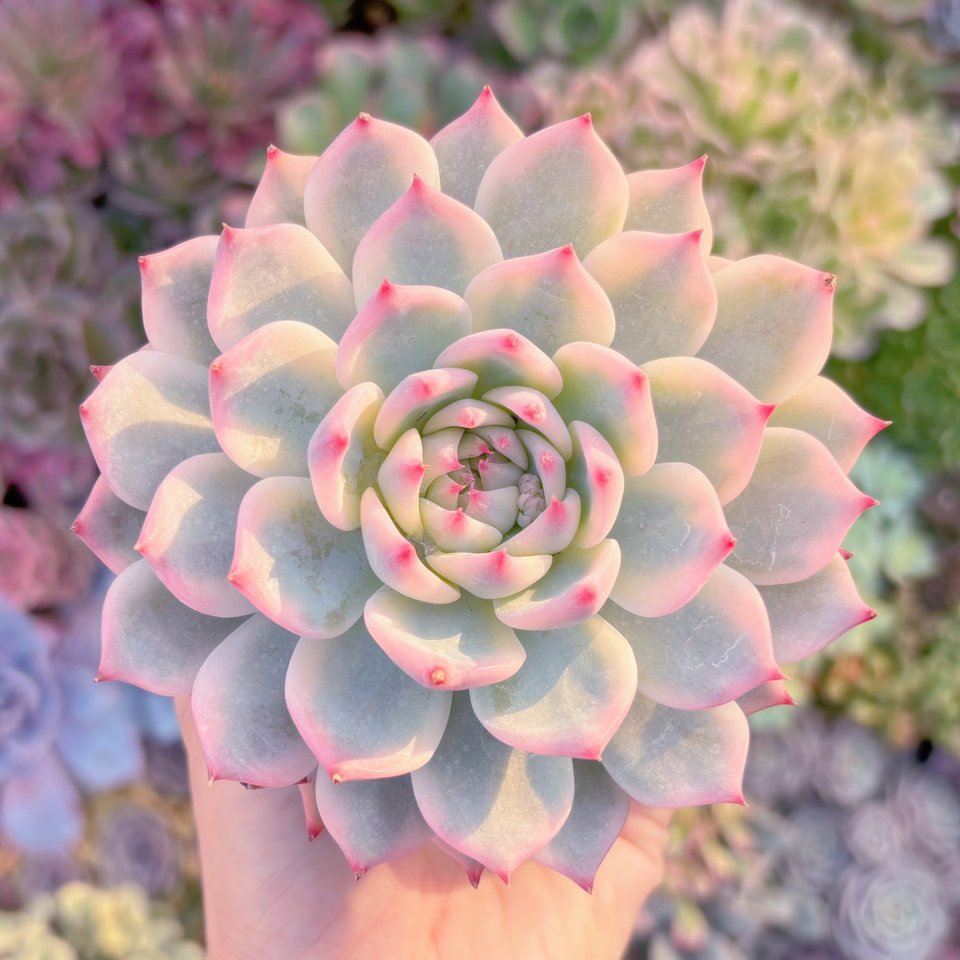 現品　チワワ錦#340　極上株　るる農園