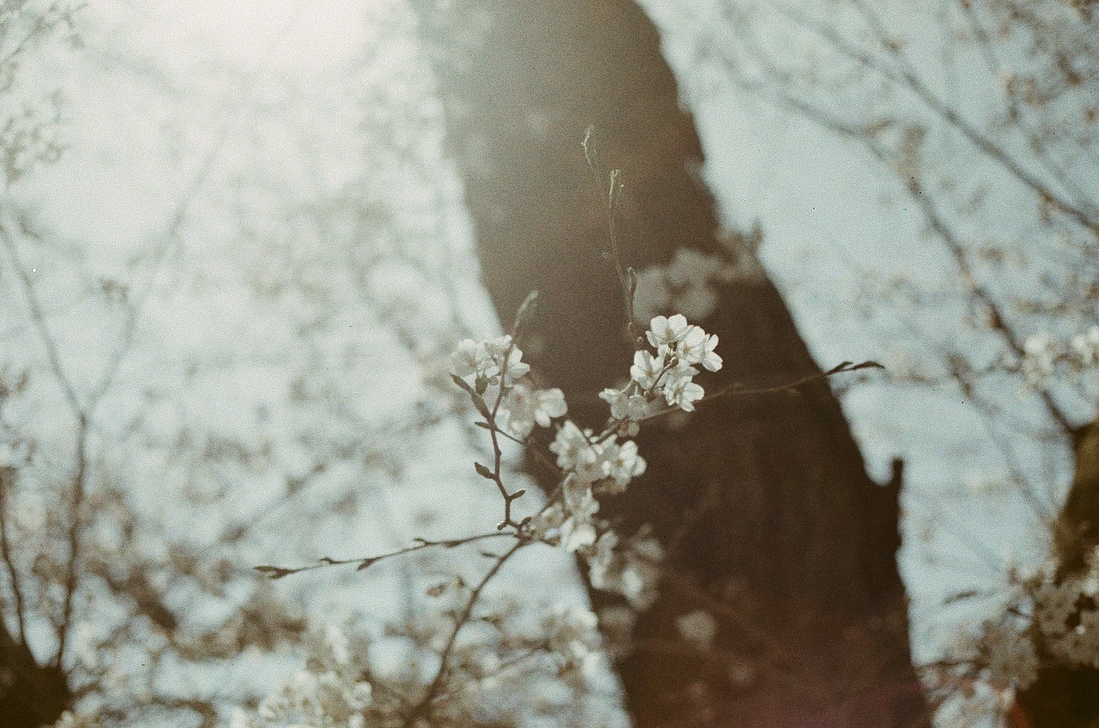 「 アメマチ ノ 珈琲 徒然便り ー2026 春はじまりー」ひと月毎 300g お届け(全6回)