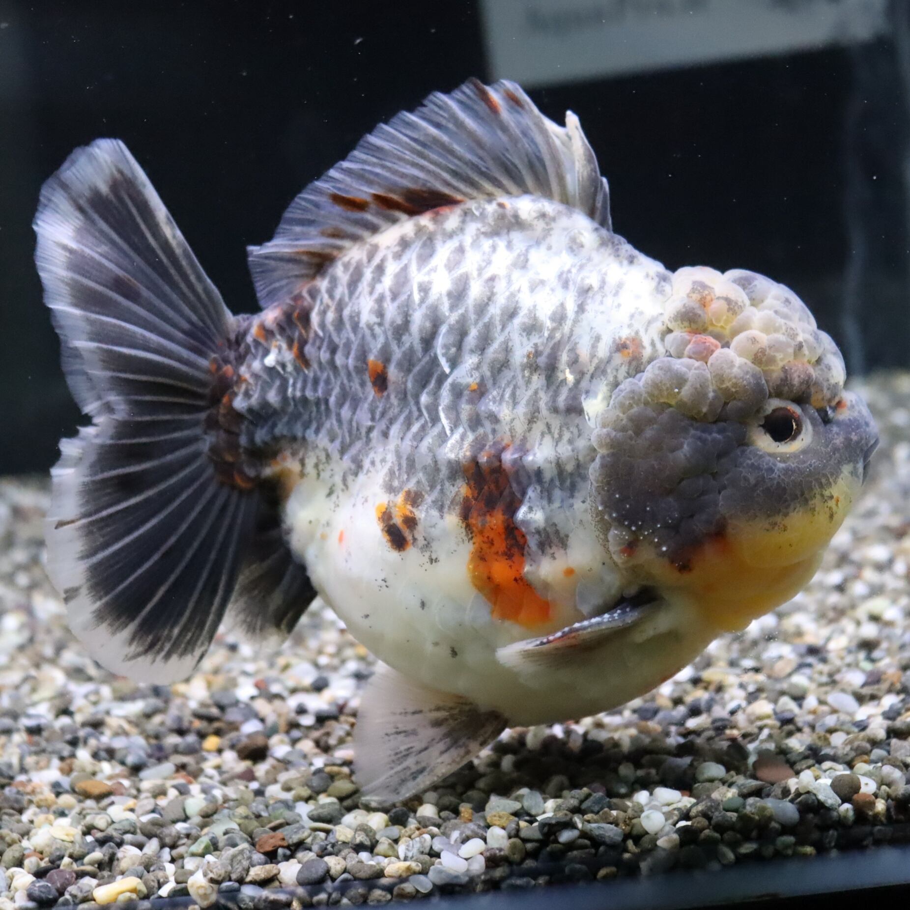 SALE | 金魚・熱帯魚専門店 AquaPro.H SALE | 金魚・熱帯魚専門店 AquaPro.H