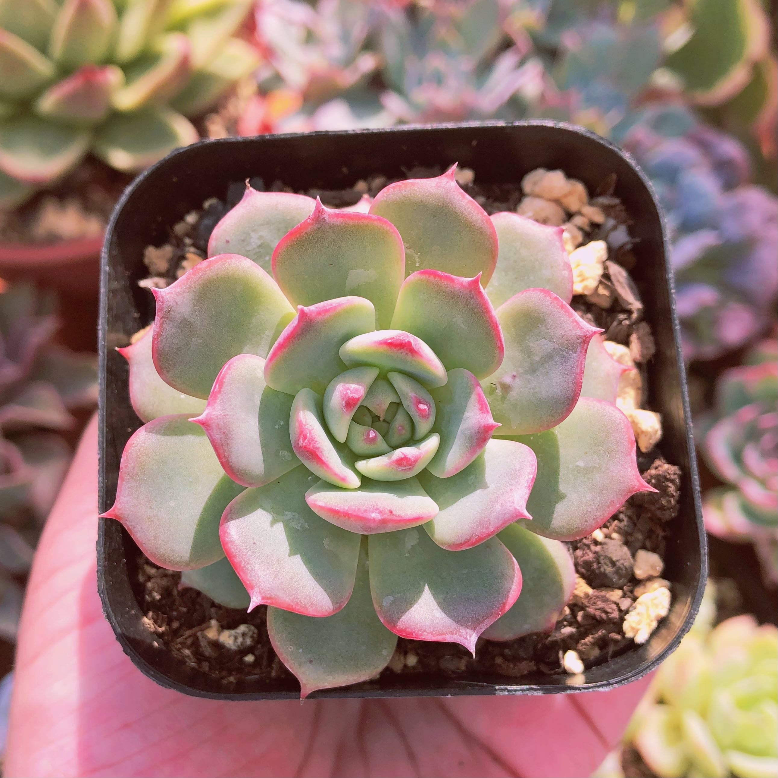 多肉植物　チワワエンシス xラウルンシス