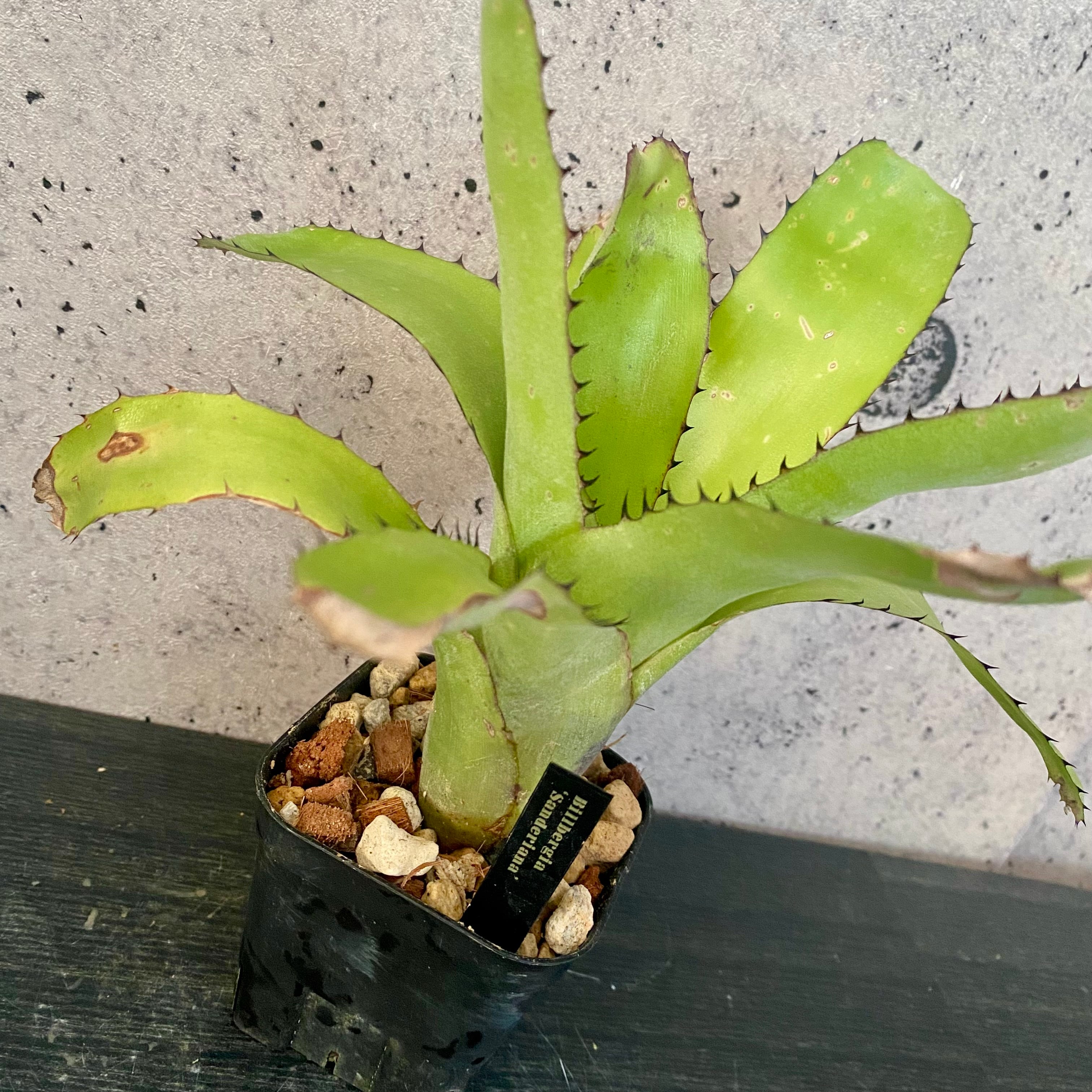 Planet Plants プラネットプランツ