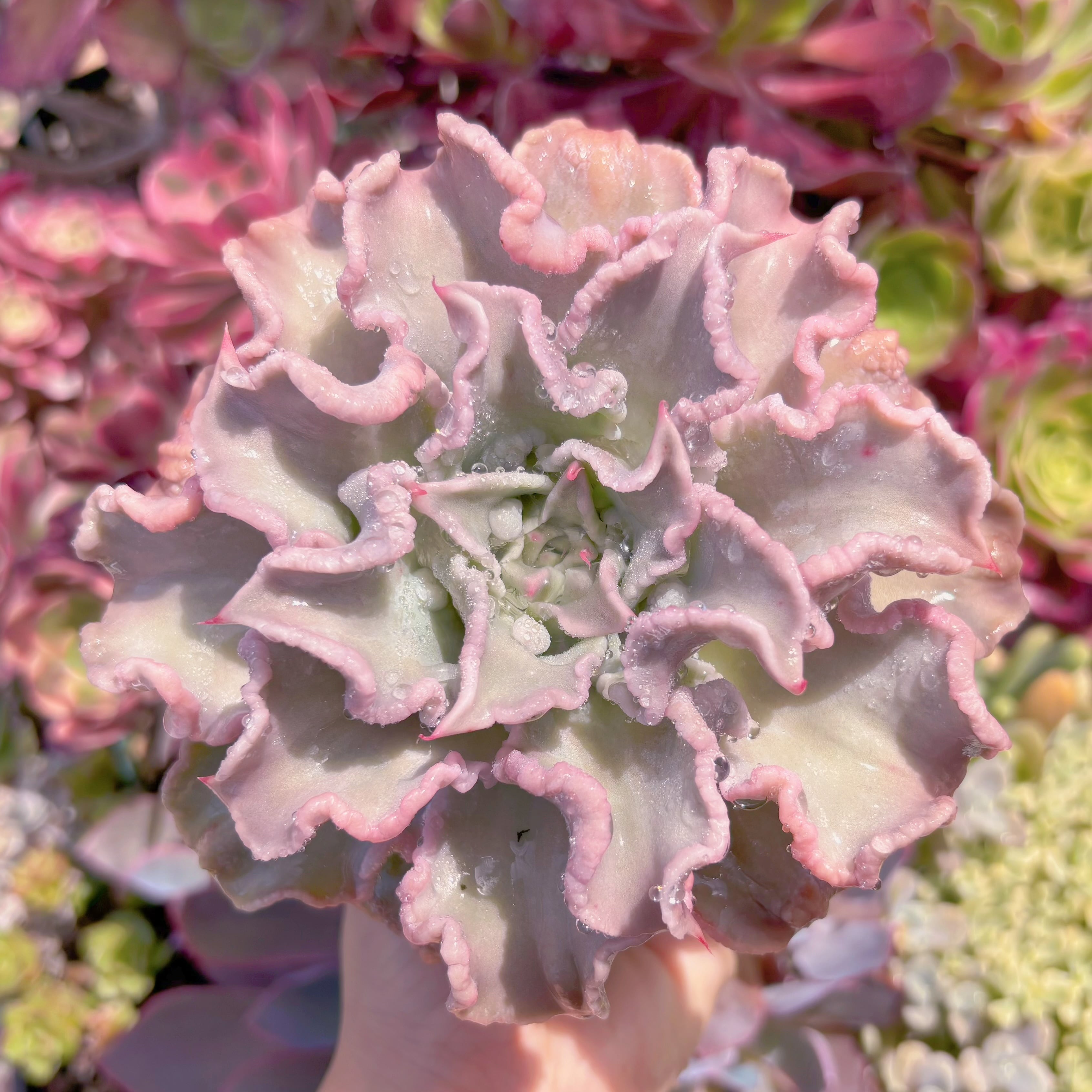 現品　コブマディバ#820　大苗　るる農園