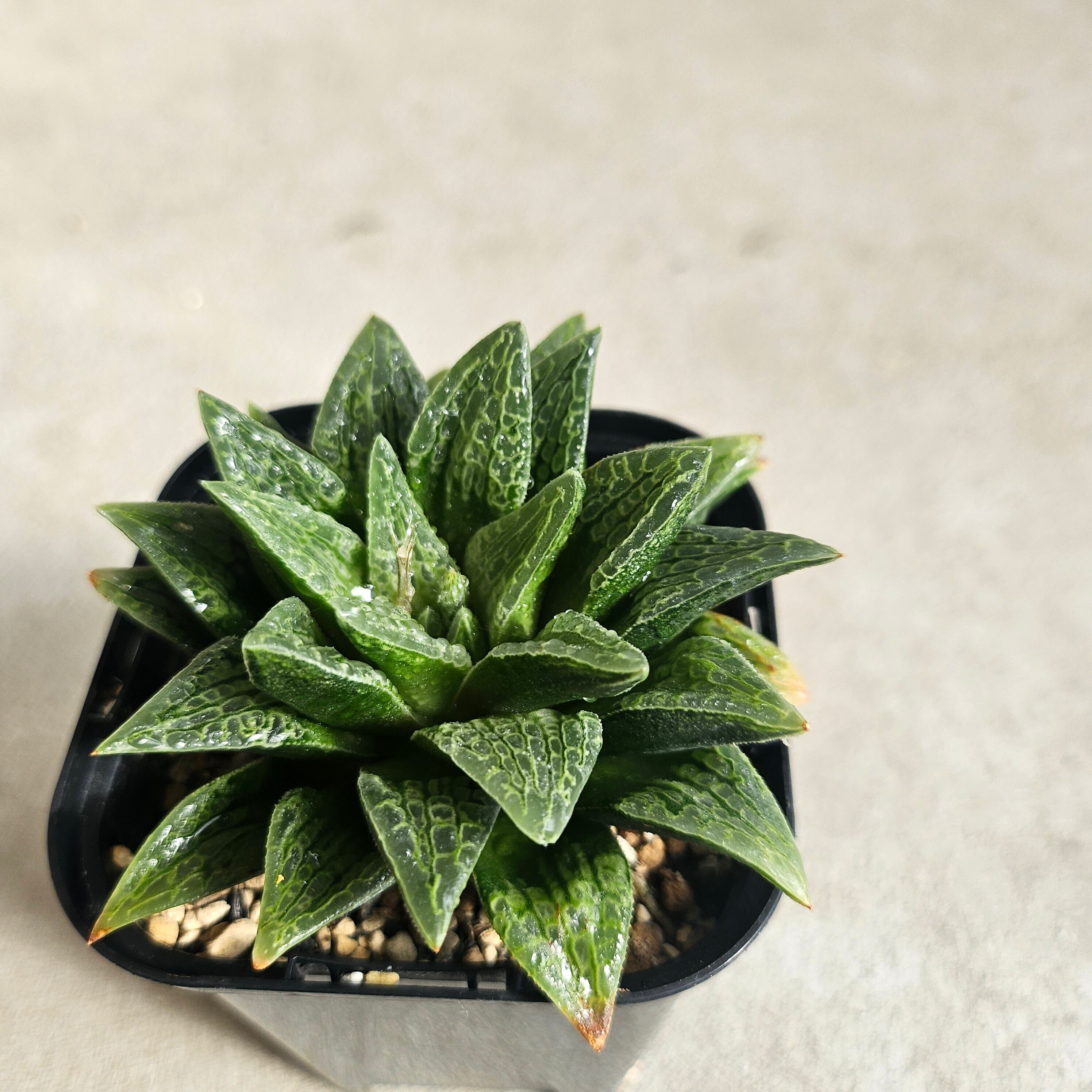 BOTANY CRAFT ハオルチア ツタンカーメン×老川黒コンプト ex monchi