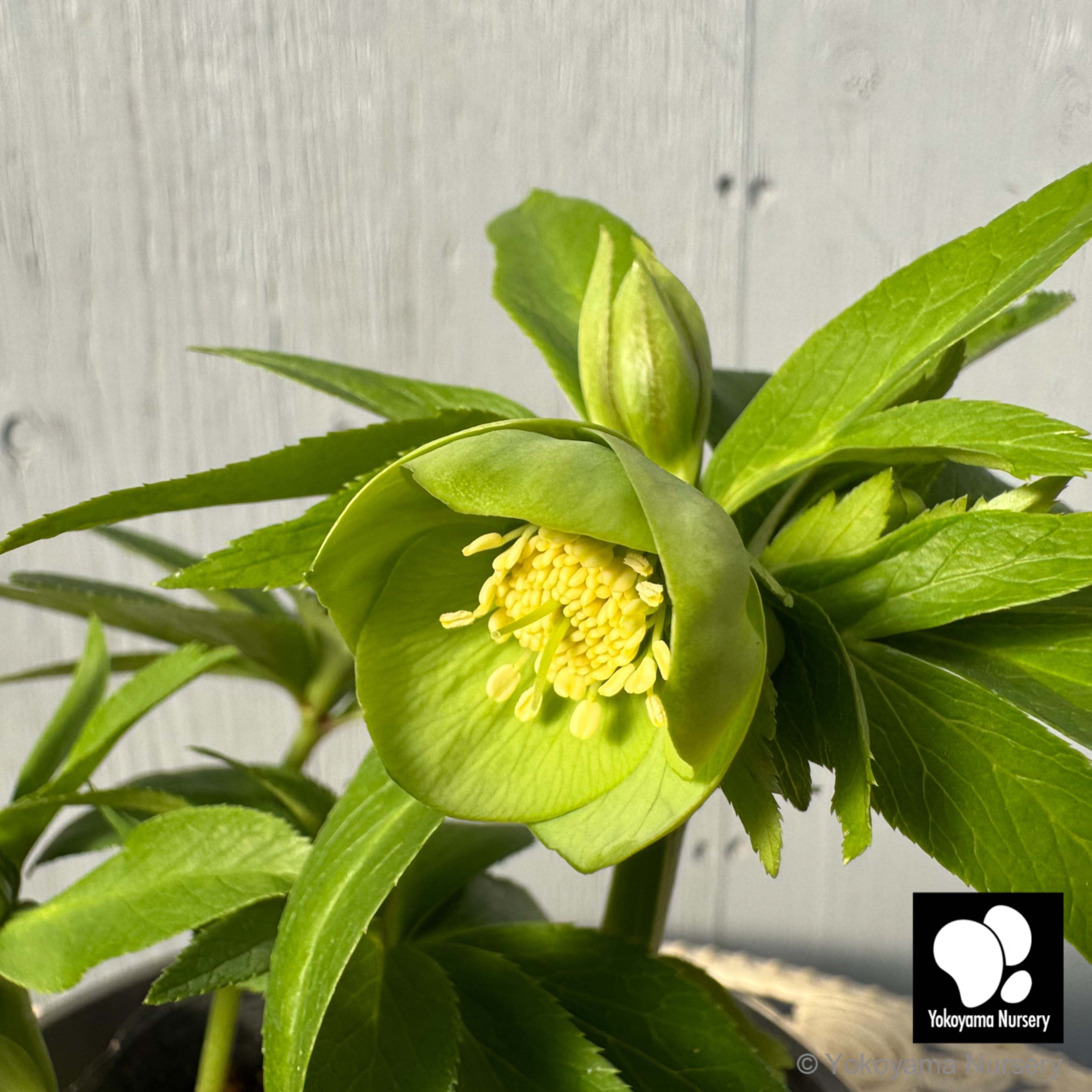 抽選販売】［10］ クリスマスローズ プチドール グリーン 4.5号 | 横山