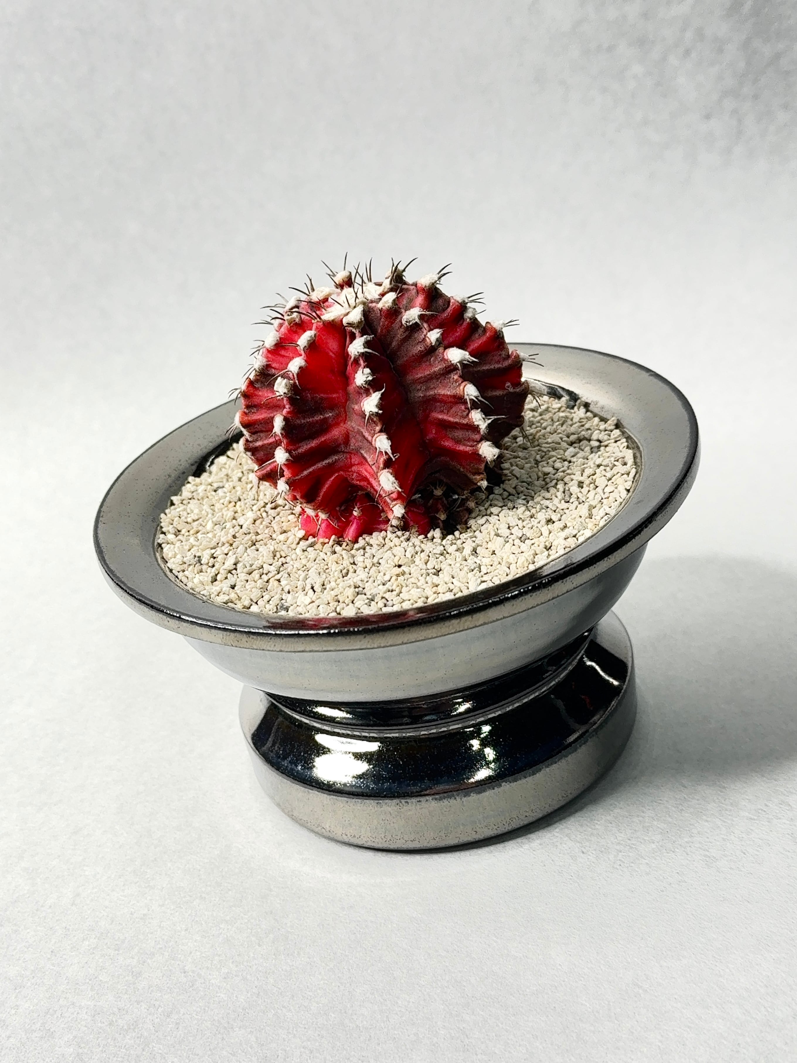 ギムノカリキウム・緋牡丹錦 | trigger