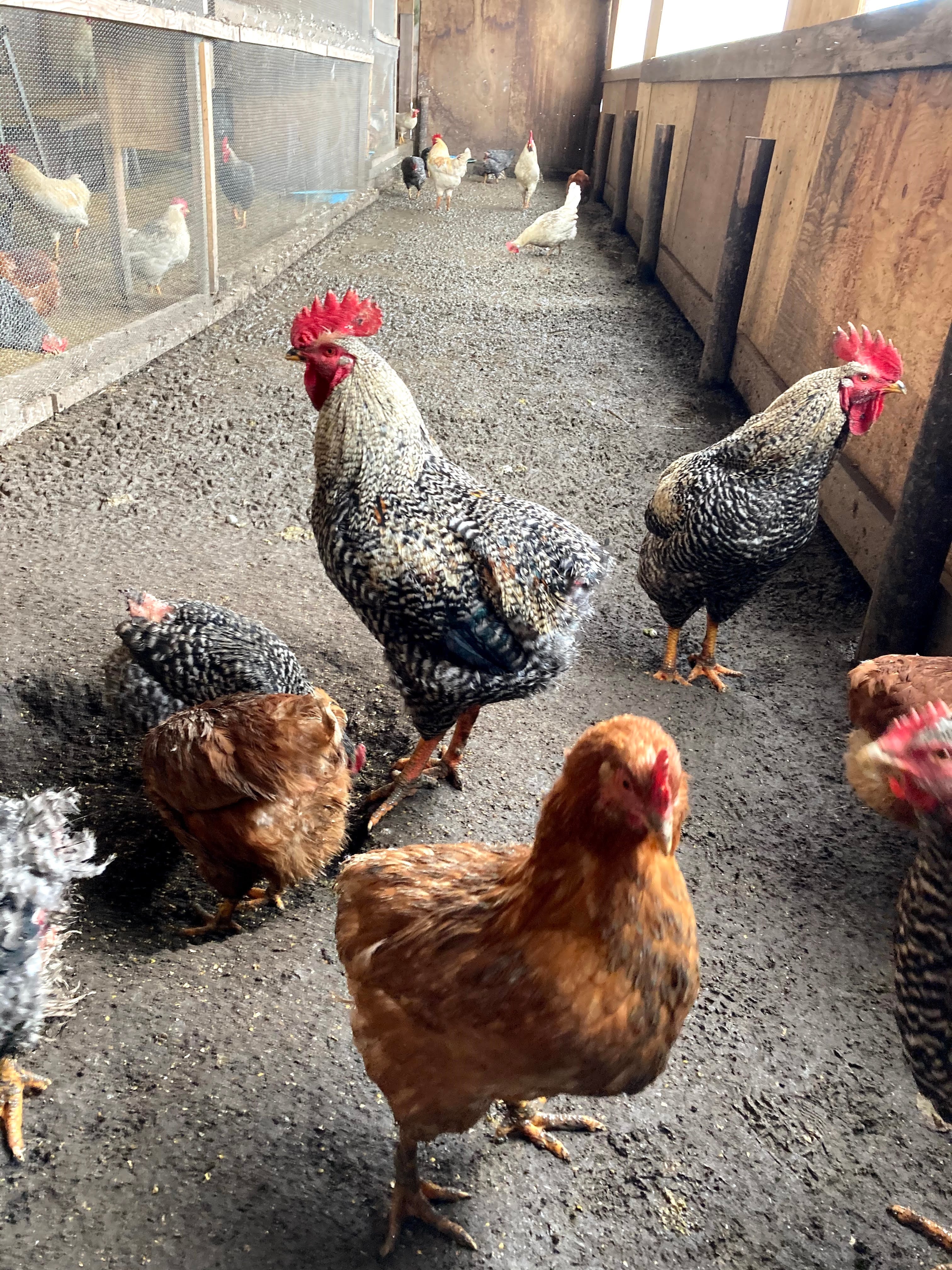 山形 平飼い たまご 10x3 30個 無精卵 | まほら百貨店