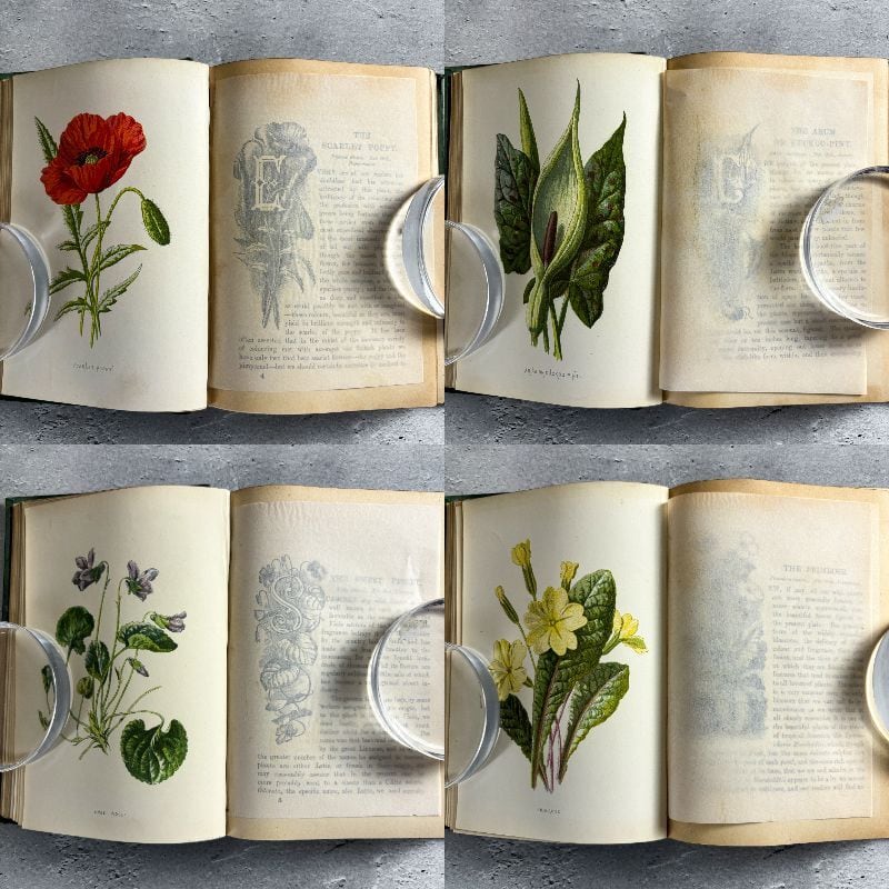 L343 洋書古書 柔らかな植物画が魅力的なイギリスの古い植物図鑑 L343 洋書古書 柔らかな植物画が魅力的なイギリスの古い植物図鑑